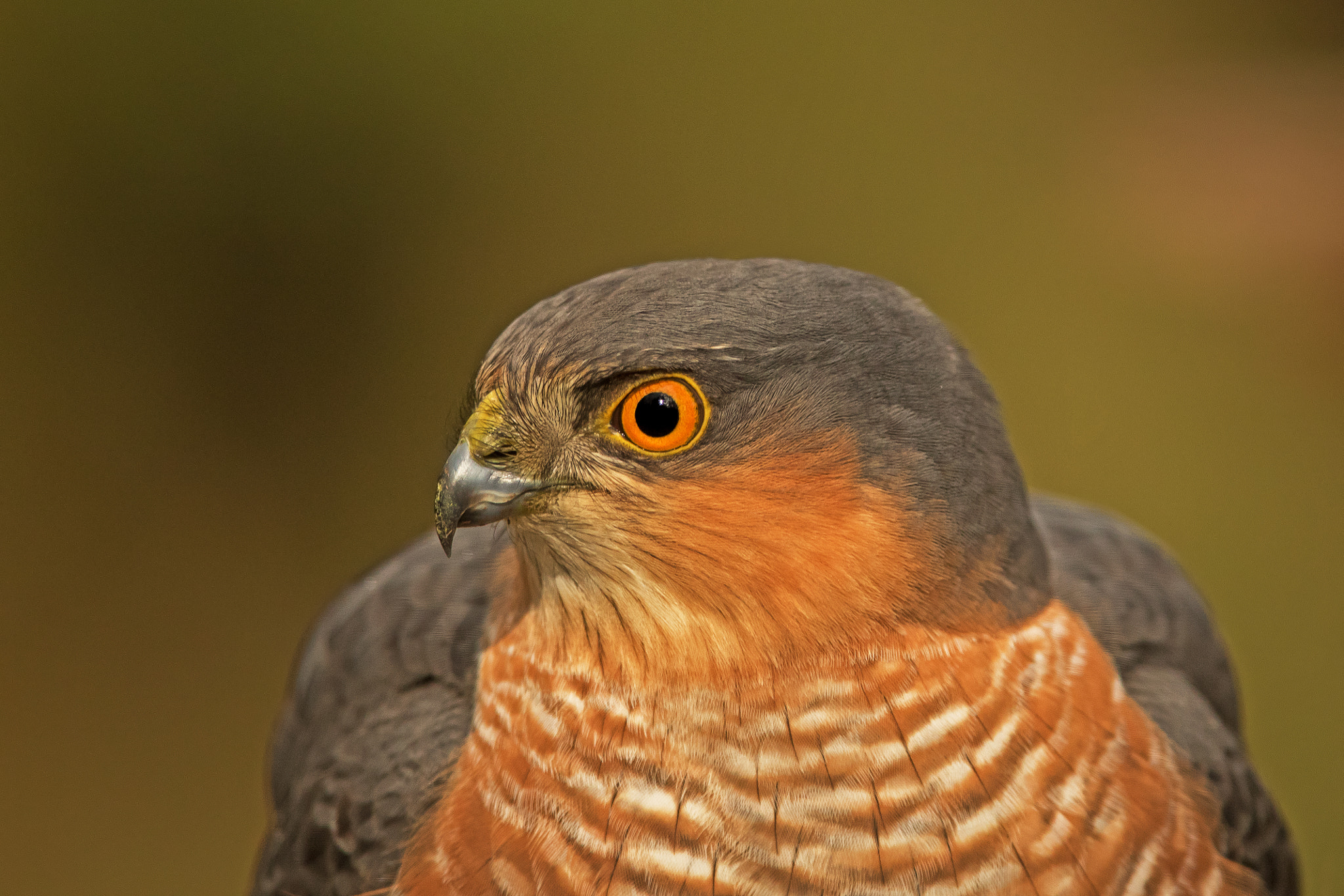 Canon EF 300mm F2.8L IS USM sample photo. Eurasian sparrow hawk close up photography