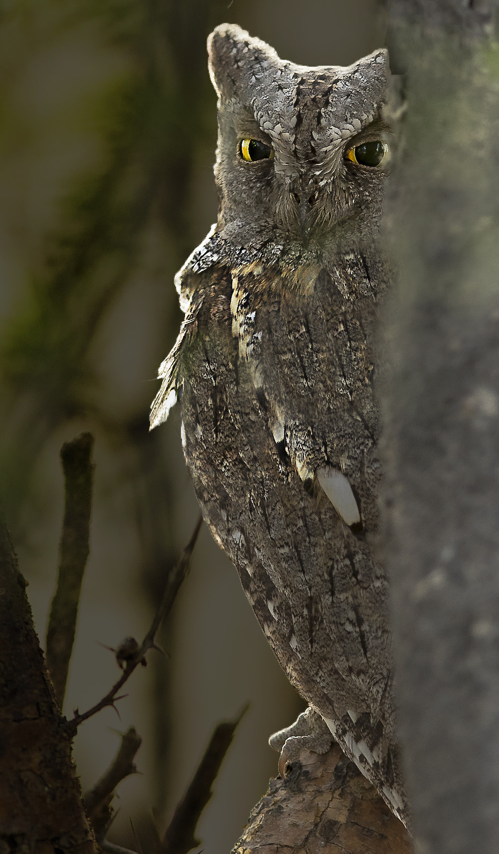 Canon EF 400mm F2.8L IS II USM sample photo. Eurasian scopes owl photography