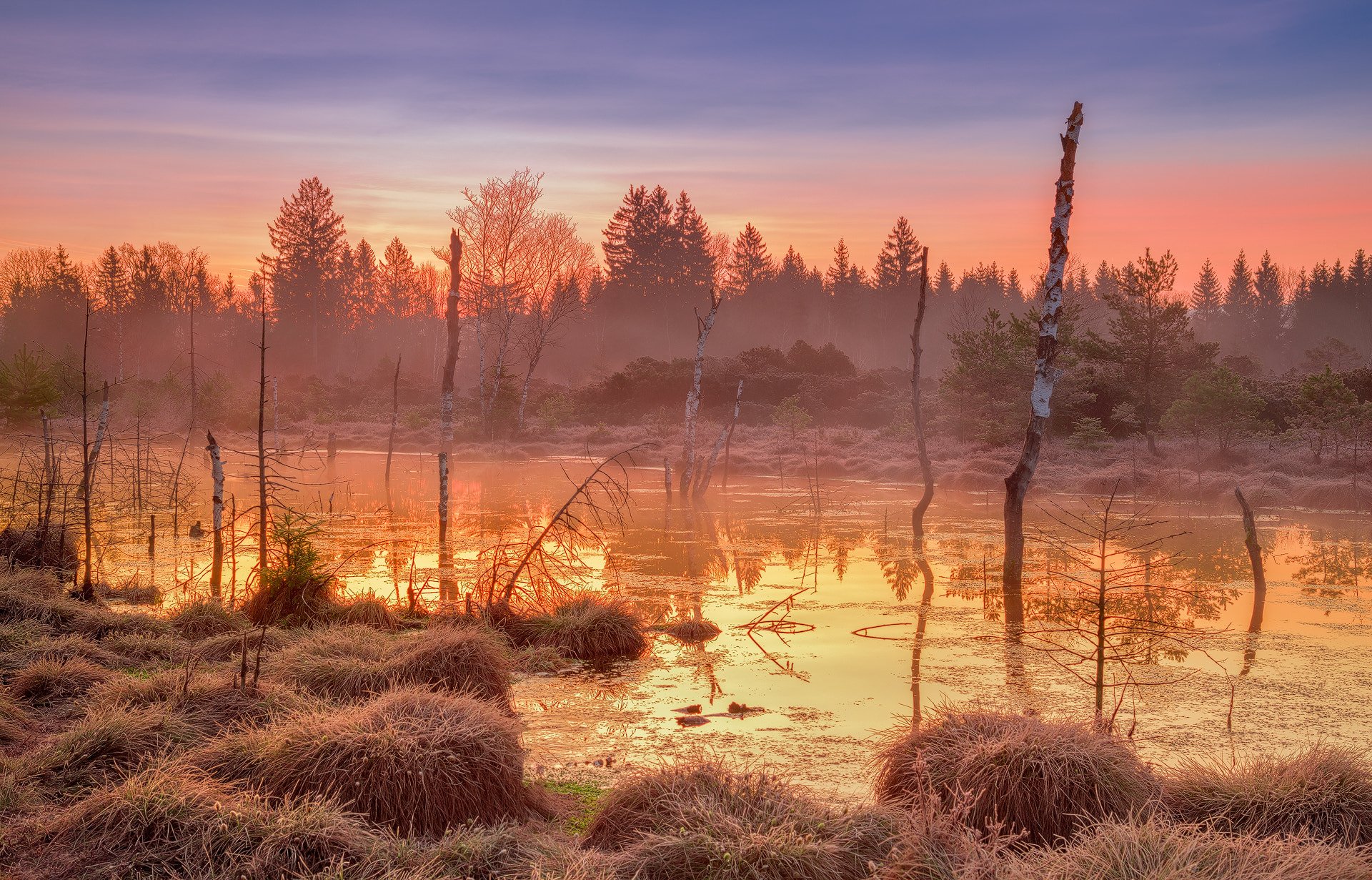 Nikon AF-S Nikkor 24-120mm F4G ED VR sample photo. Morgenstimmung im moor photography