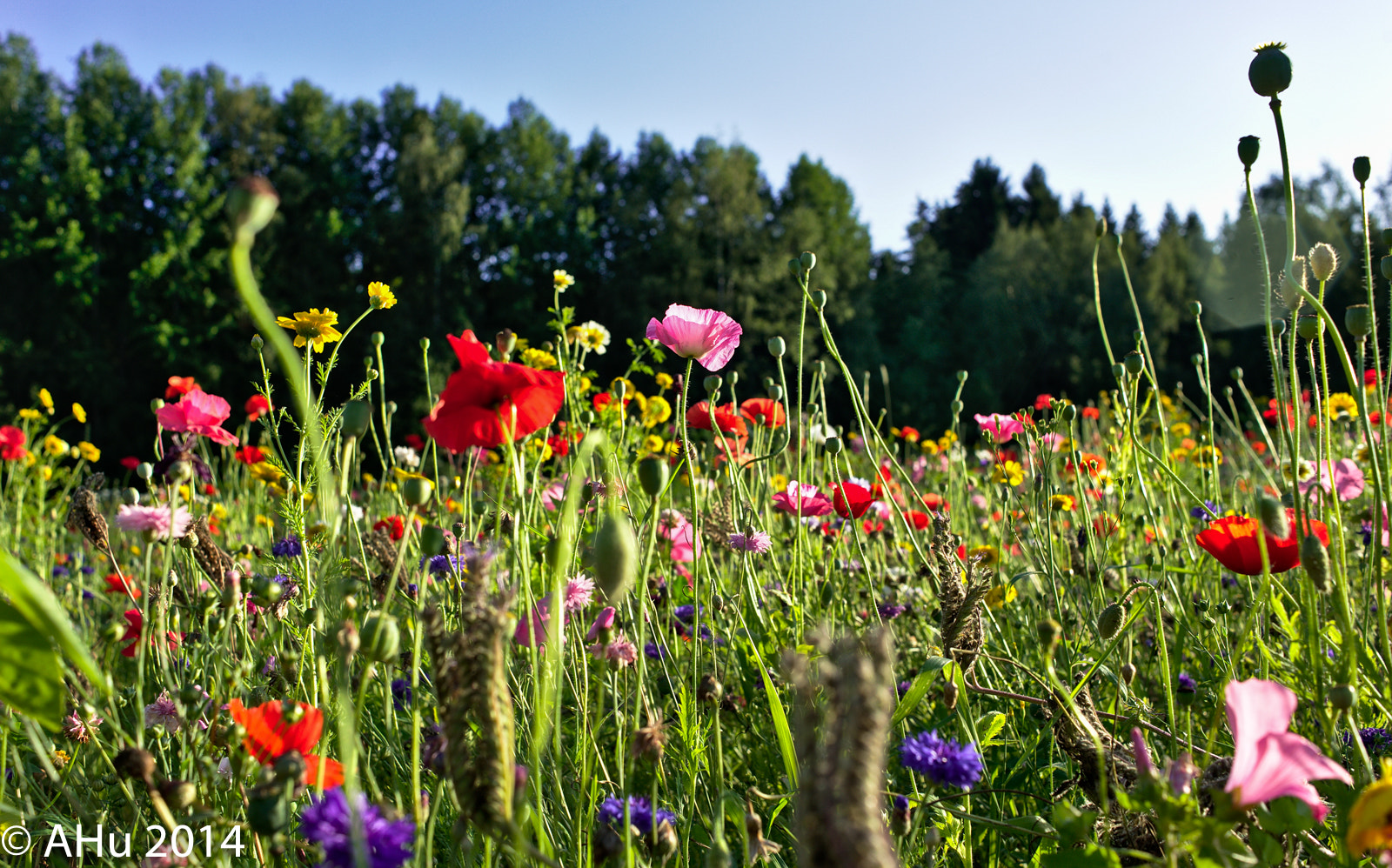 Nikon AF Nikkor 35mm F2D sample photo. Field of flowers photography