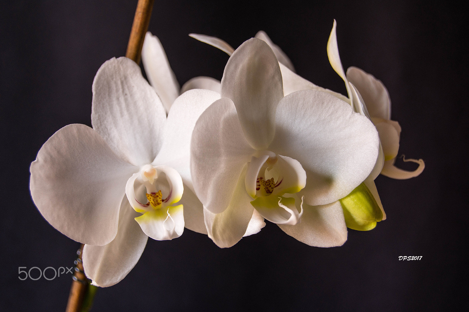 Nikon D7200 sample photo. Passion... photography