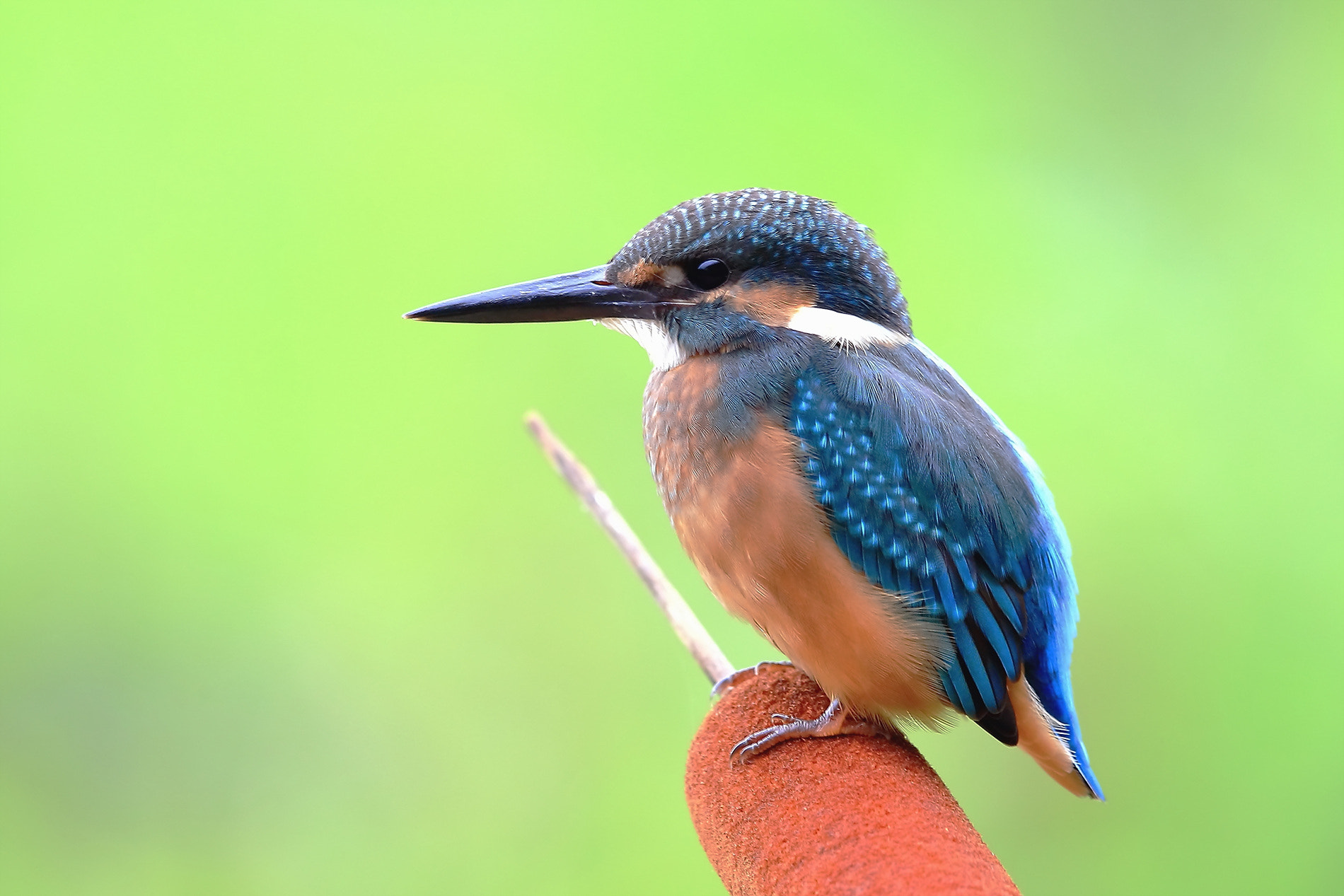 Canon EF 400mm F2.8L IS II USM sample photo. Kingfisher photography