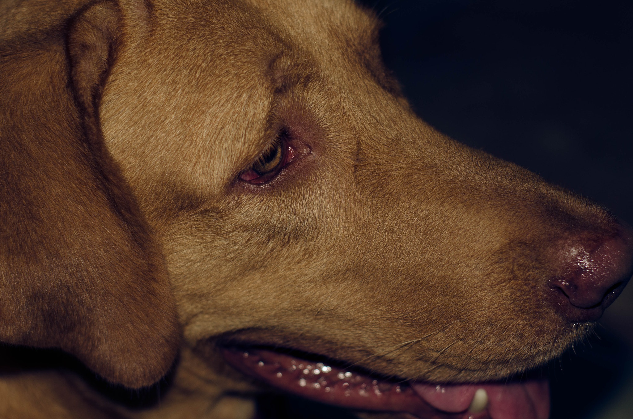 Nikon D7000 sample photo. Dog labrador dorado photography