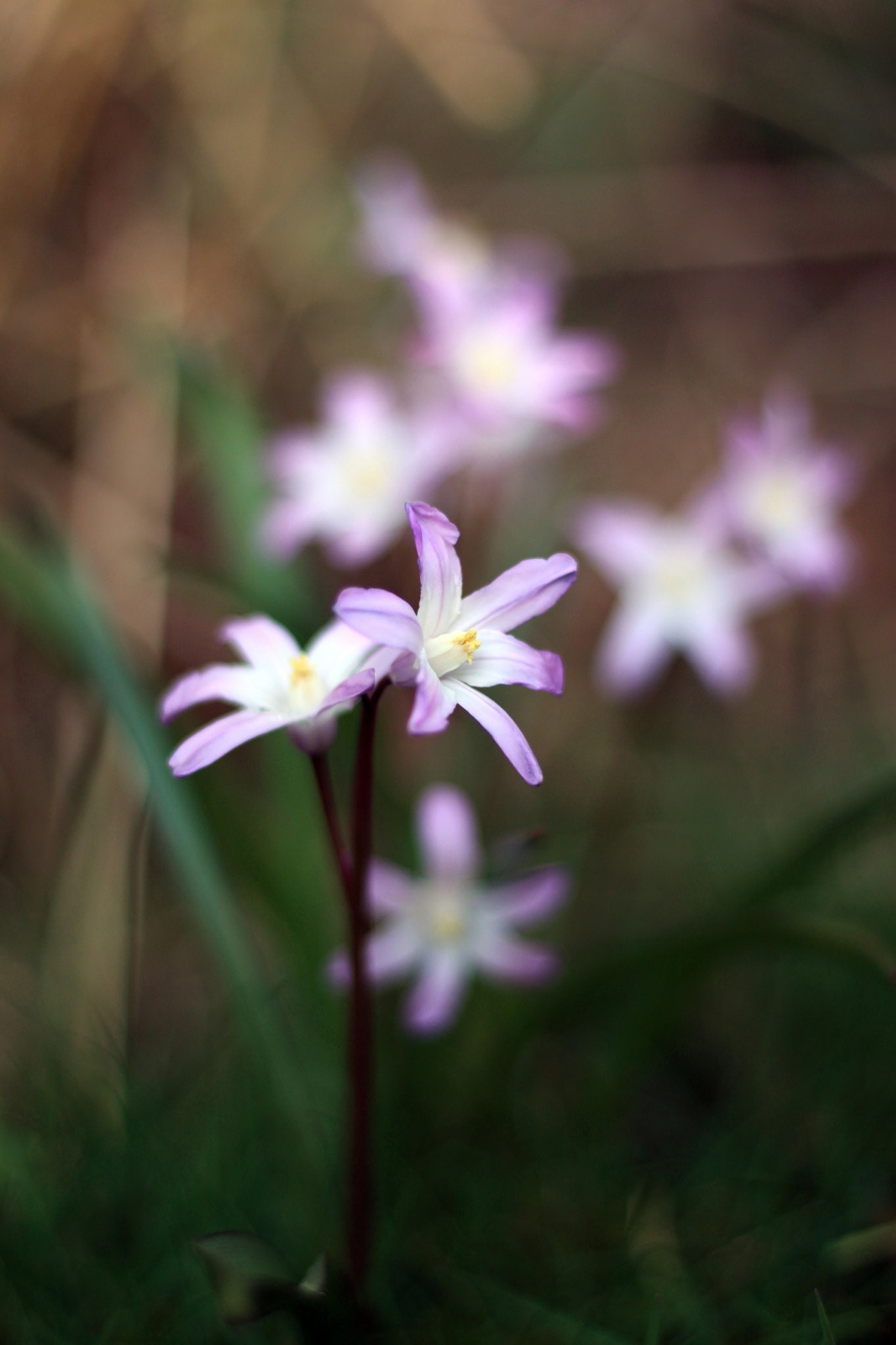 Canon EOS 500D (EOS Rebel T1i / EOS Kiss X3) + Canon EF 50mm F1.8 STM sample photo. Spring bulbs photography