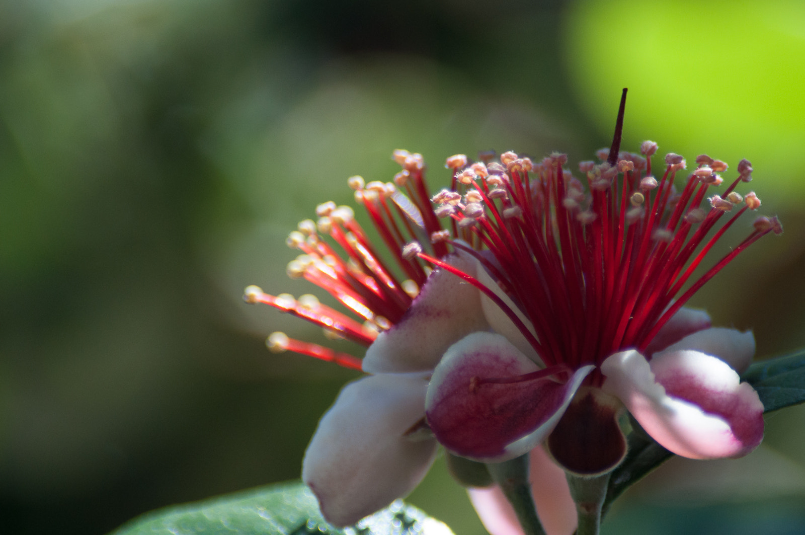 Nikon D90 sample photo. Pohutukawa photography