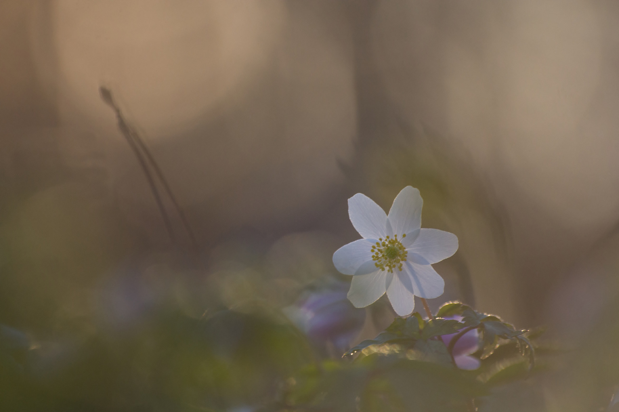 Canon EOS 60D sample photo. Anemone nemorosa photography