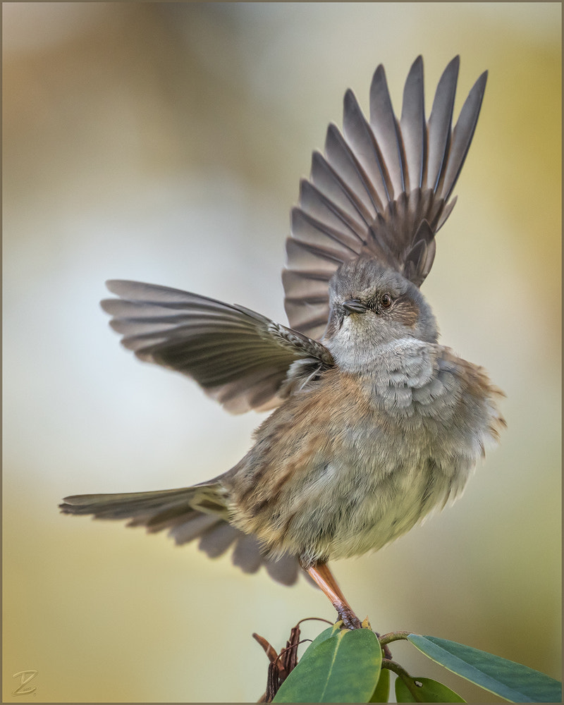 Canon EF 400mm F4 DO IS II USM sample photo. Heckenbraunelle - dunnock photography