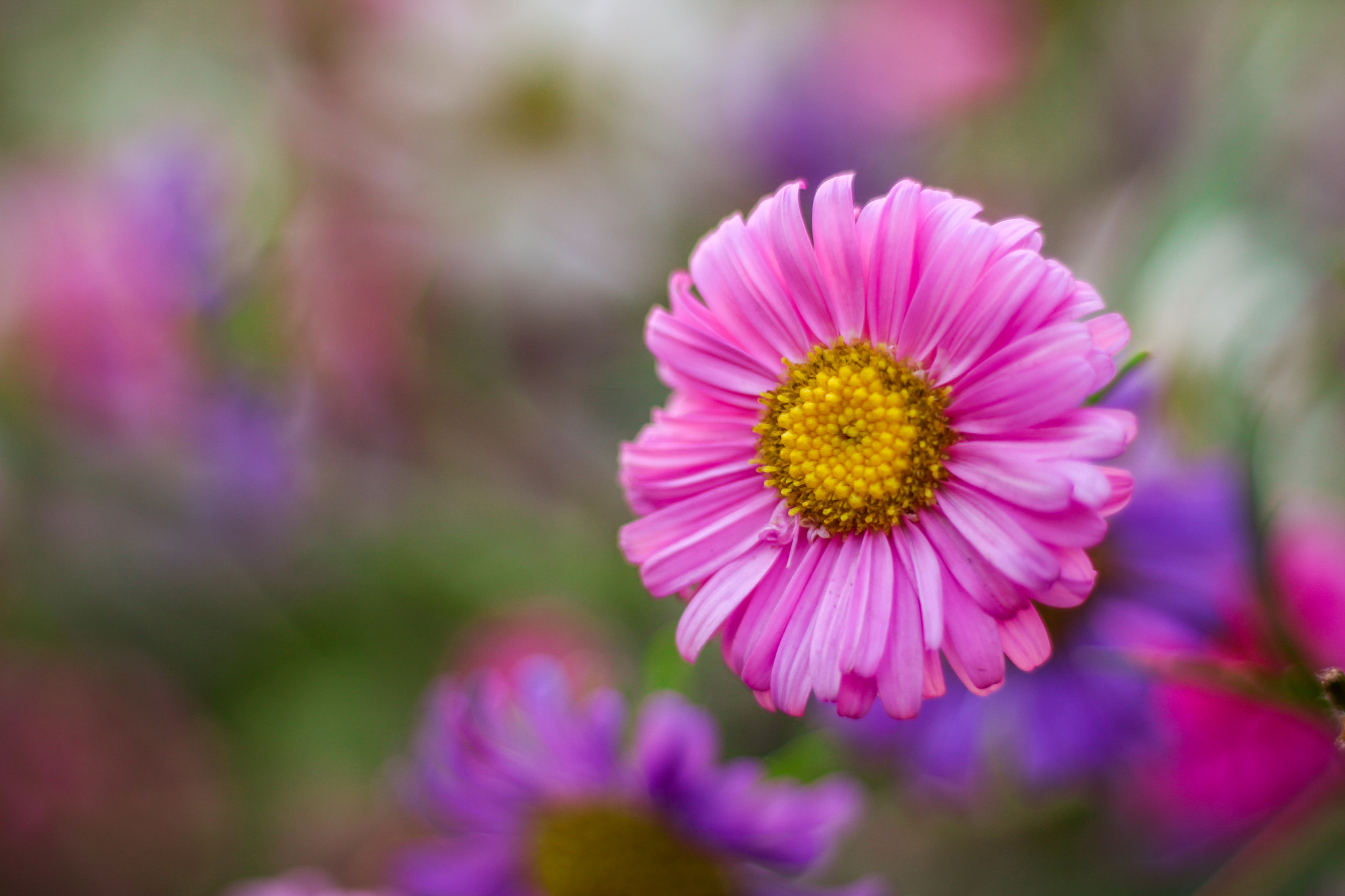 Canon EOS 700D (EOS Rebel T5i / EOS Kiss X7i) sample photo. Img 2 photography