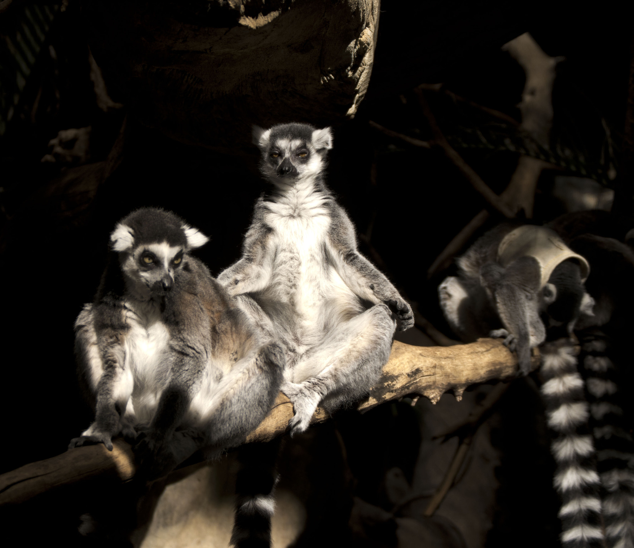 Nikon D5500 sample photo. Minnesota zoo photography