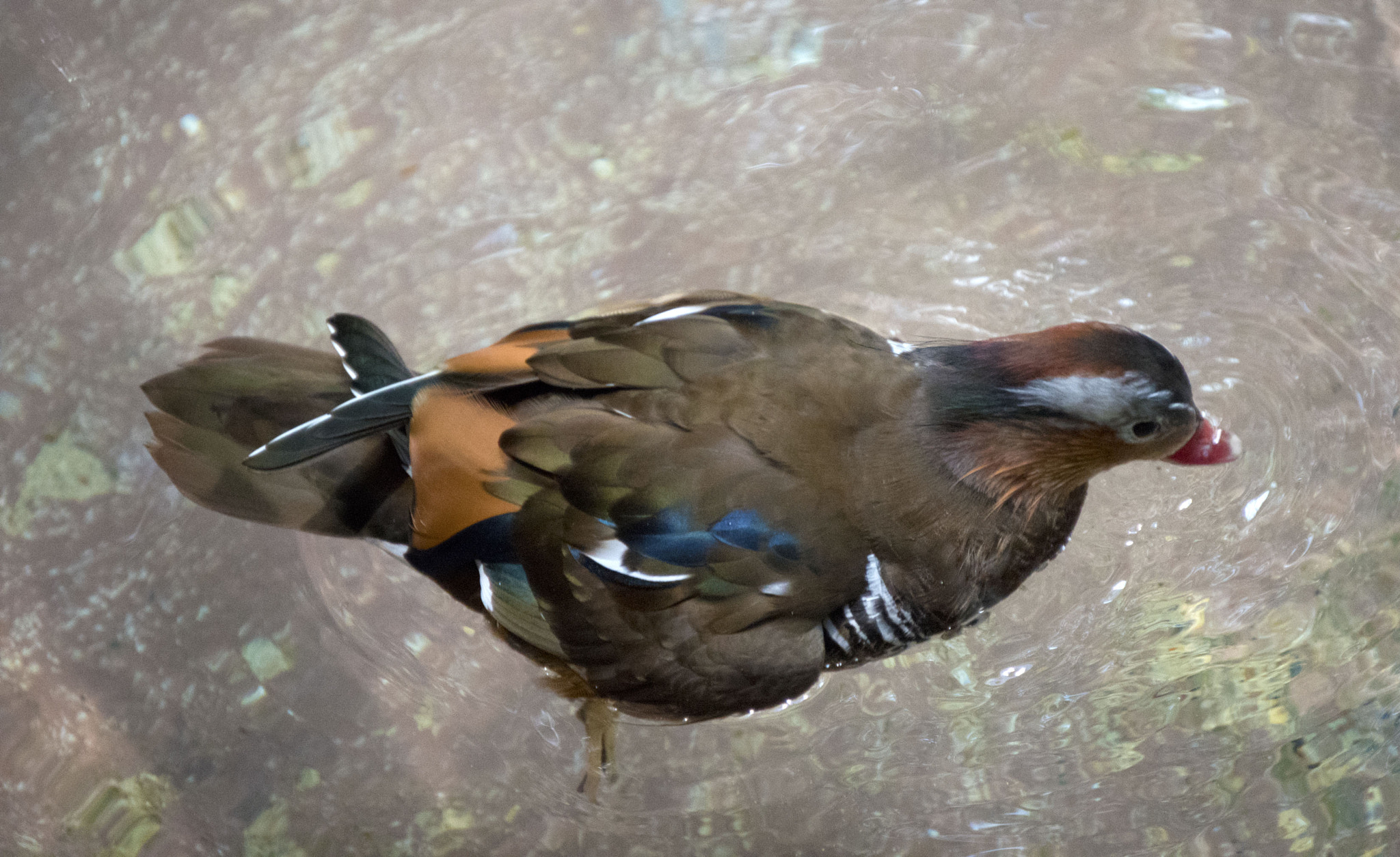 Nikon D5500 sample photo. Minnesota zoo photography