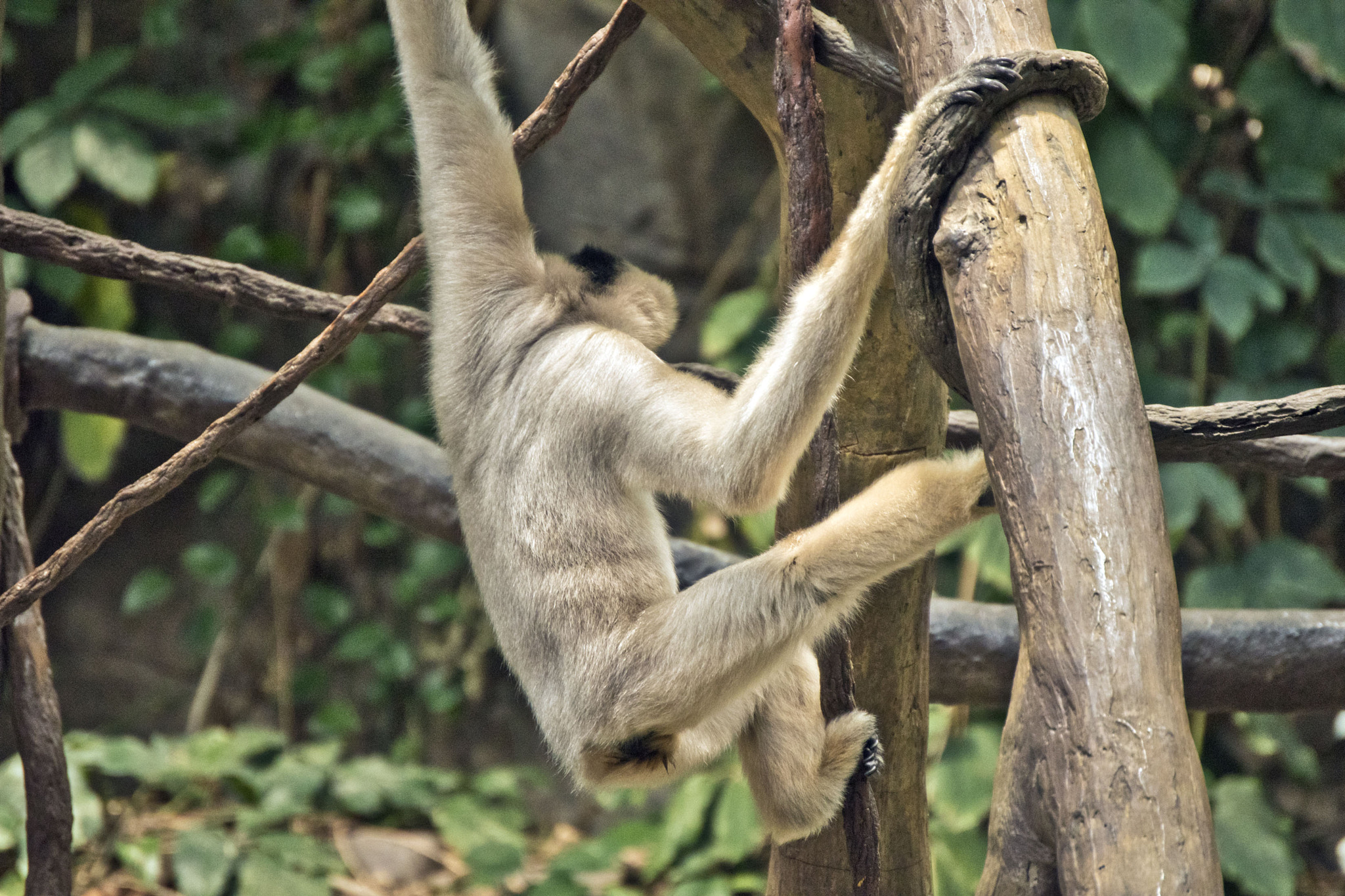 Nikon D5500 sample photo. Minnesota zoo photography