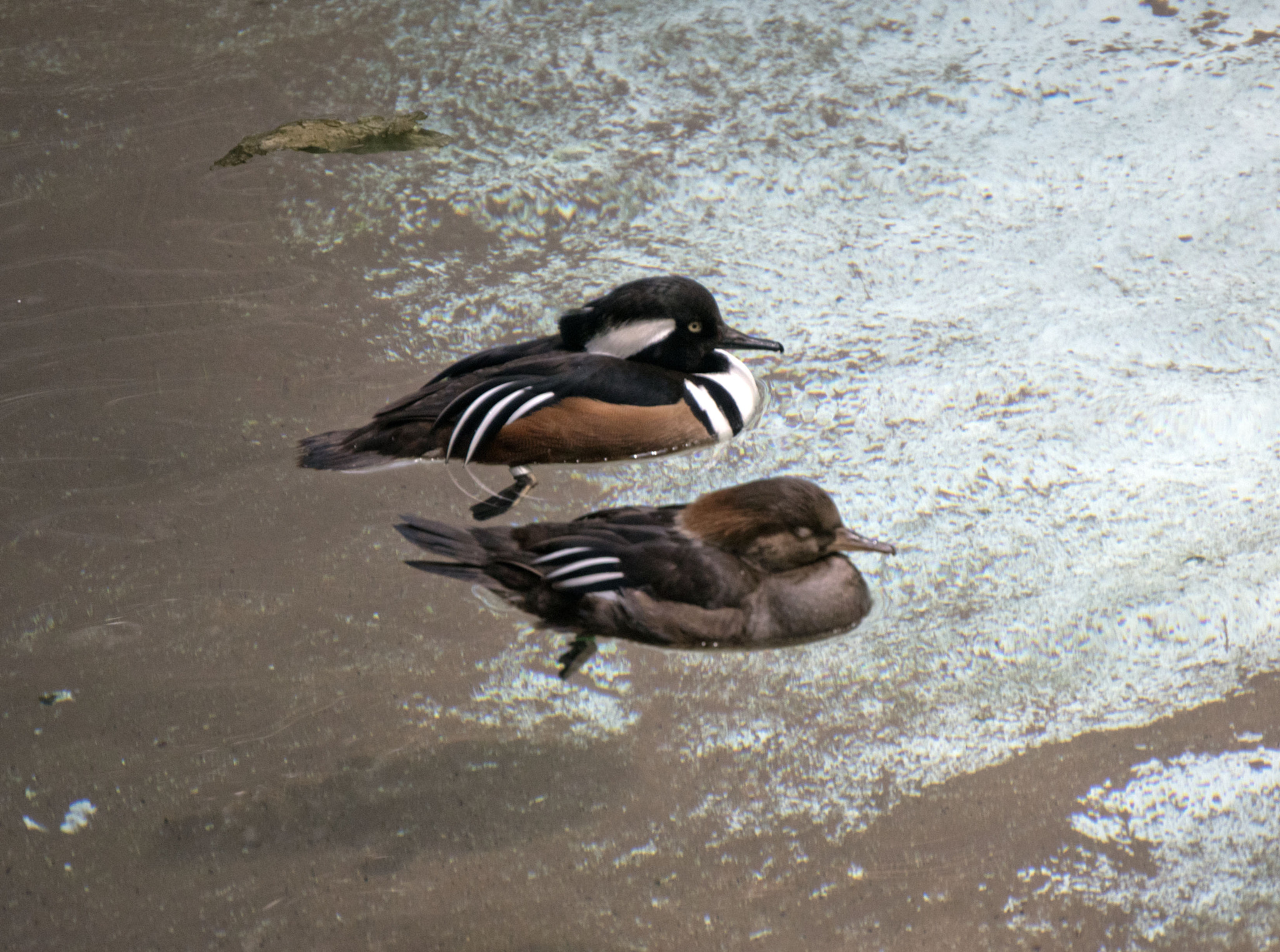 Nikon D5500 sample photo. Minnesota zoo photography