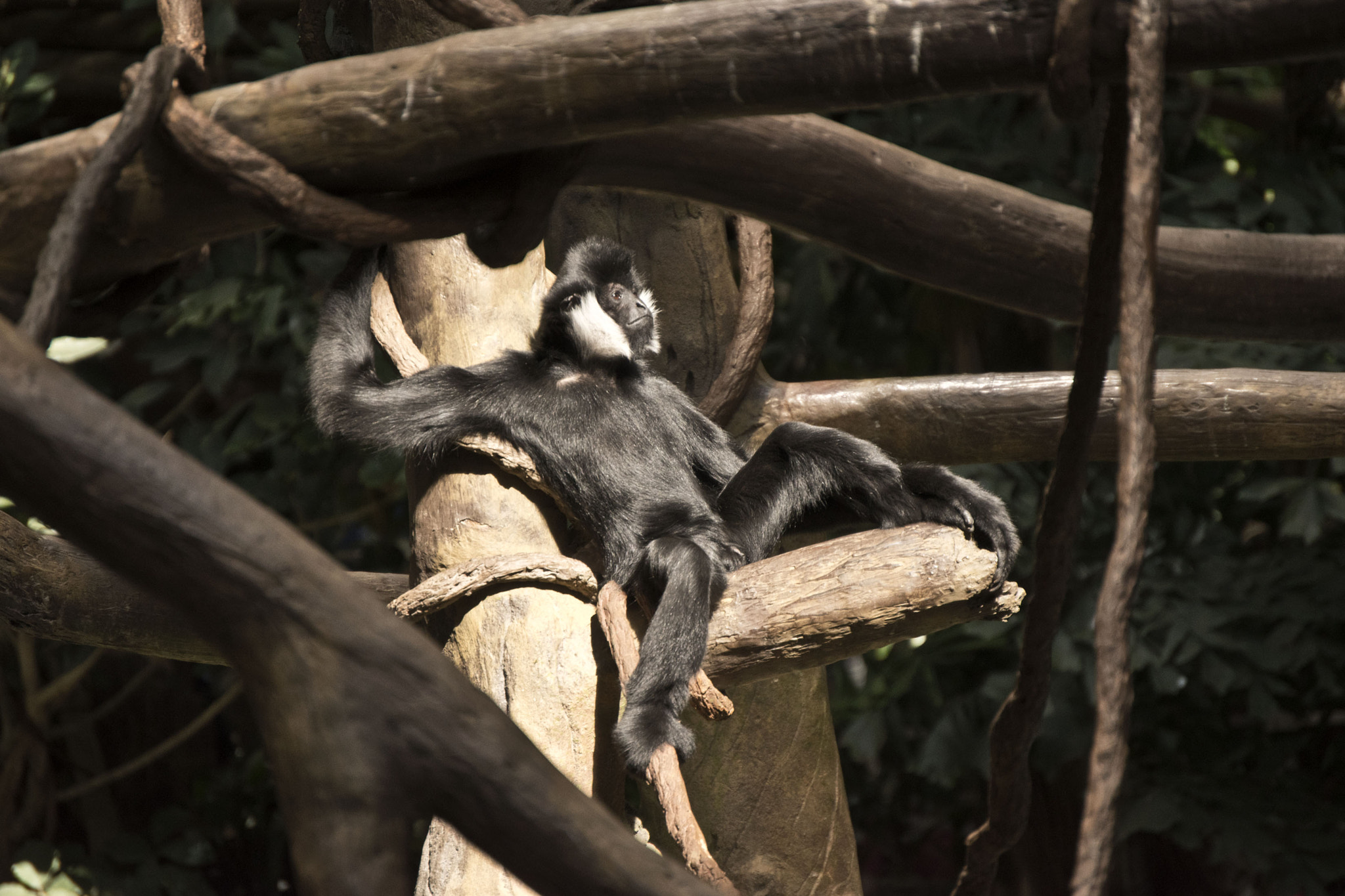 Nikon D5500 sample photo. Minnesota zoo photography