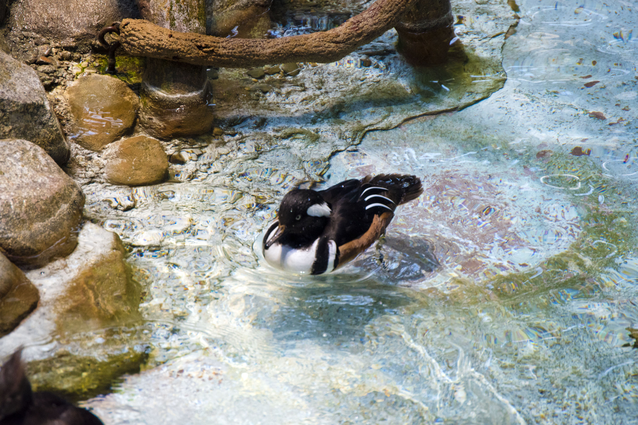 Nikon D5500 sample photo. Minnesota zoo photography