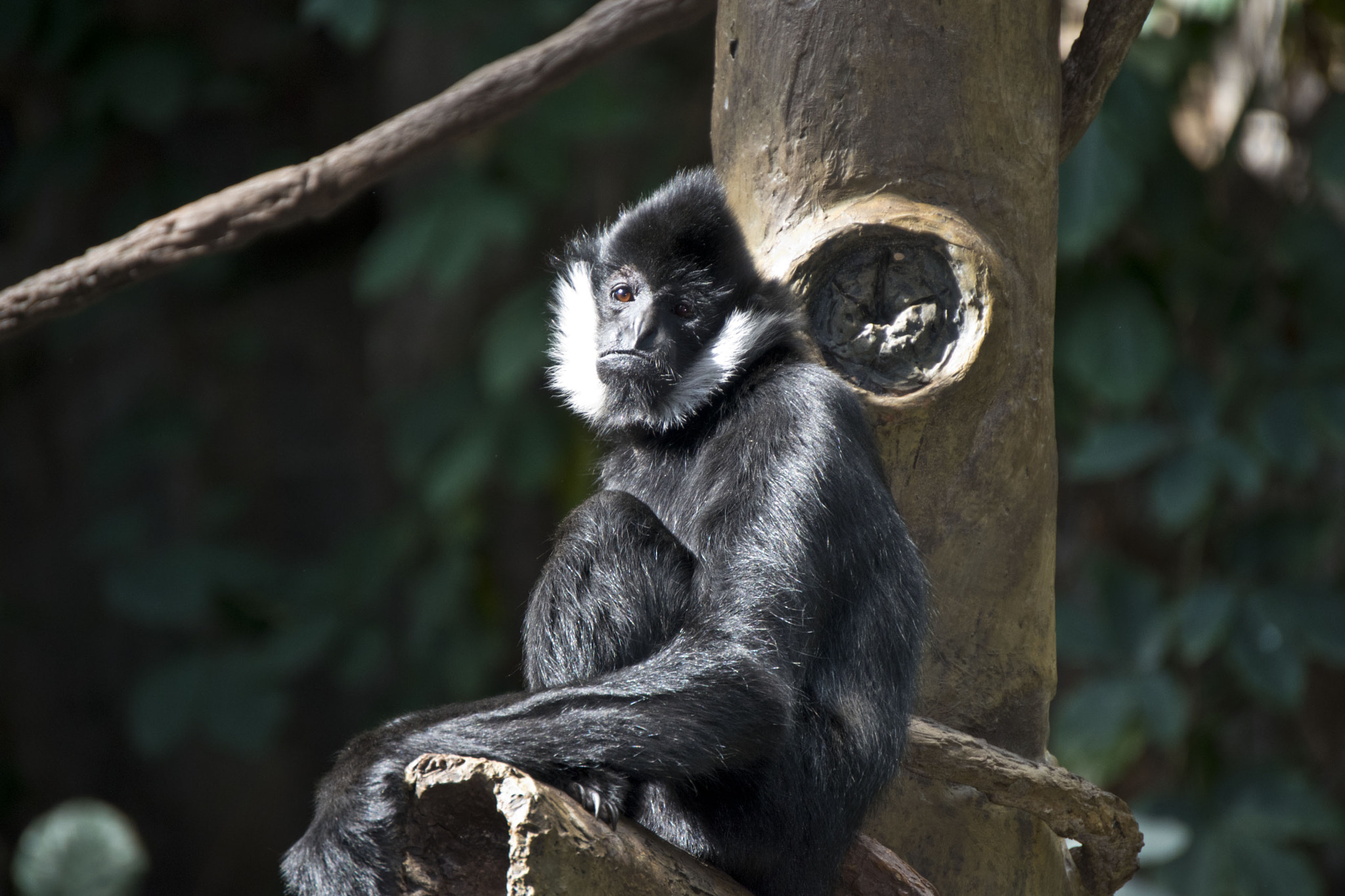 Nikon D5500 sample photo. Minnesota zoo photography