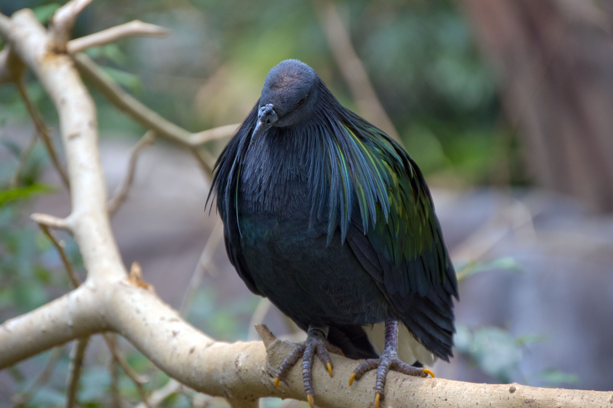 Nikon D5500 sample photo. Minnesota zoo photography