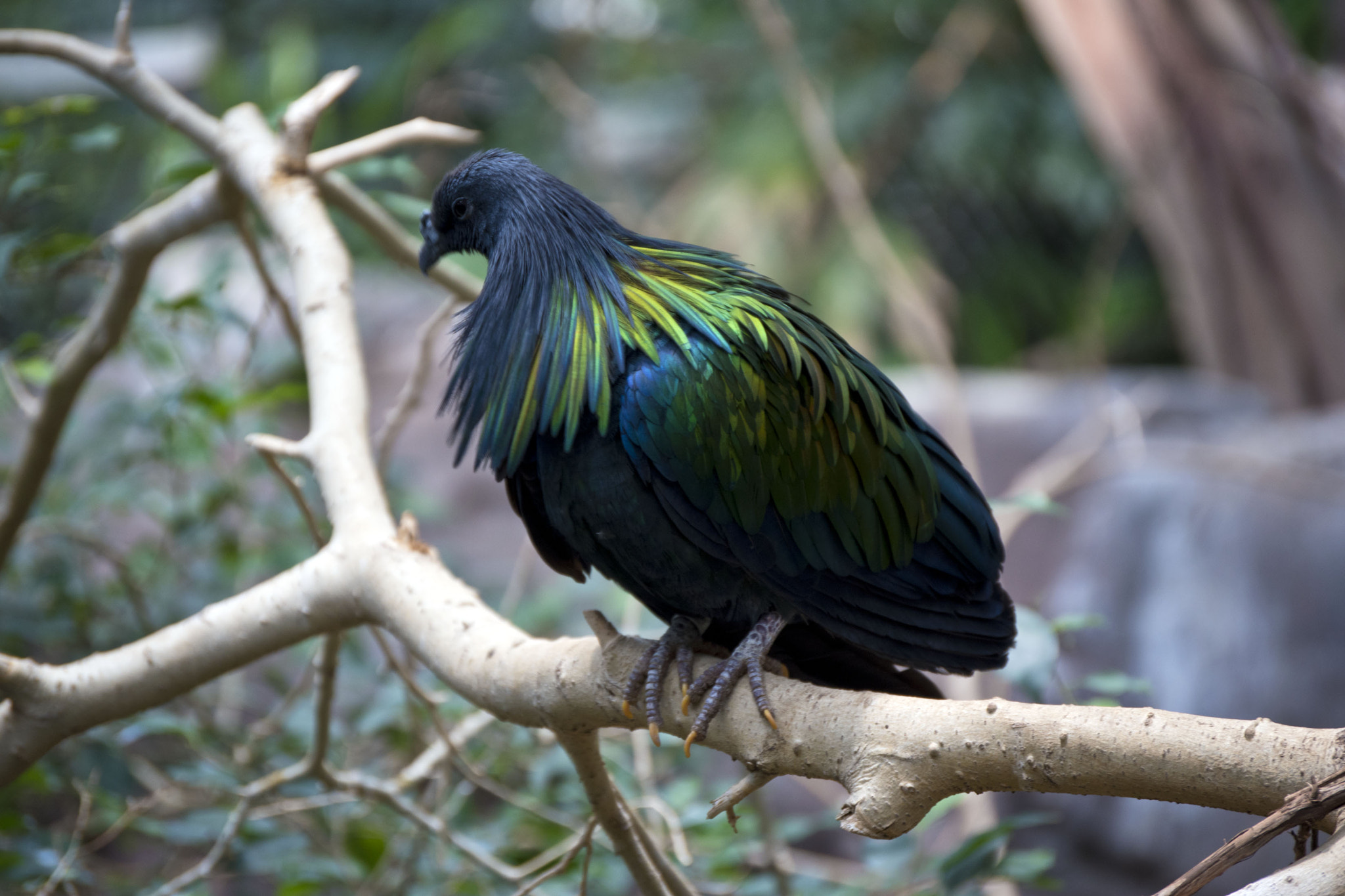 Nikon D5500 sample photo. Minnesota zoo photography