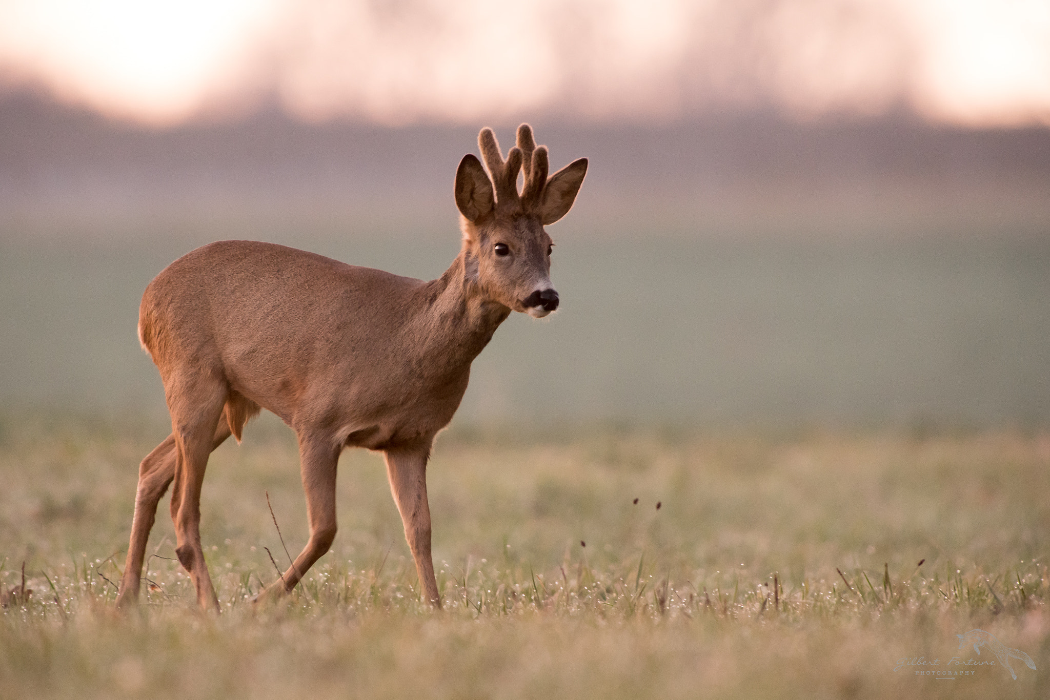 Nikon D5 + Nikon AF-S Nikkor 300mm F2.8G ED VR II sample photo. En balade photography