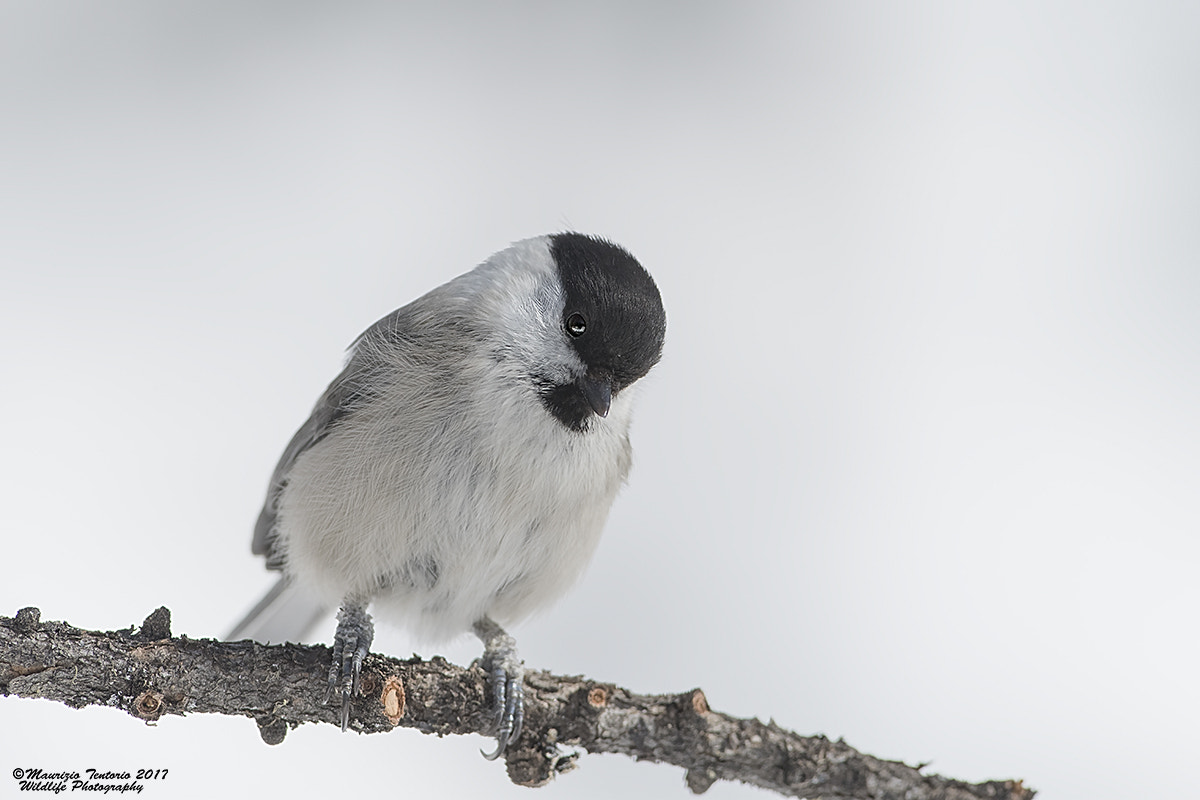 Nikon D5 sample photo. Cincia alpestre poecile montanus photography