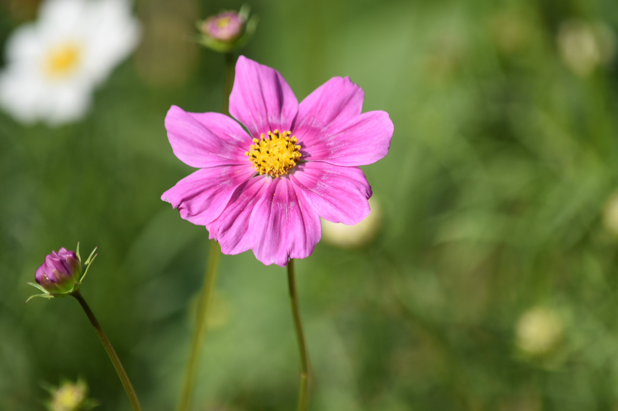 Nikon D5500 sample photo