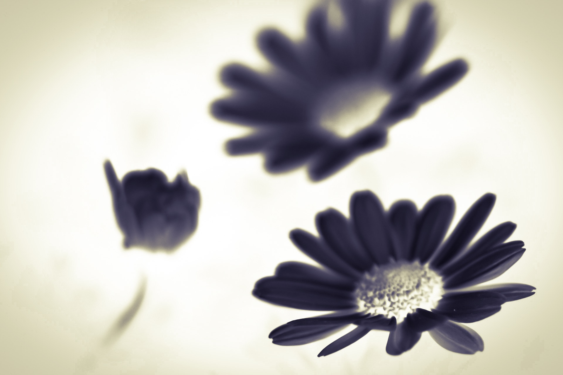 Canon EOS 750D (EOS Rebel T6i / EOS Kiss X8i) sample photo. Abstract flowers photography