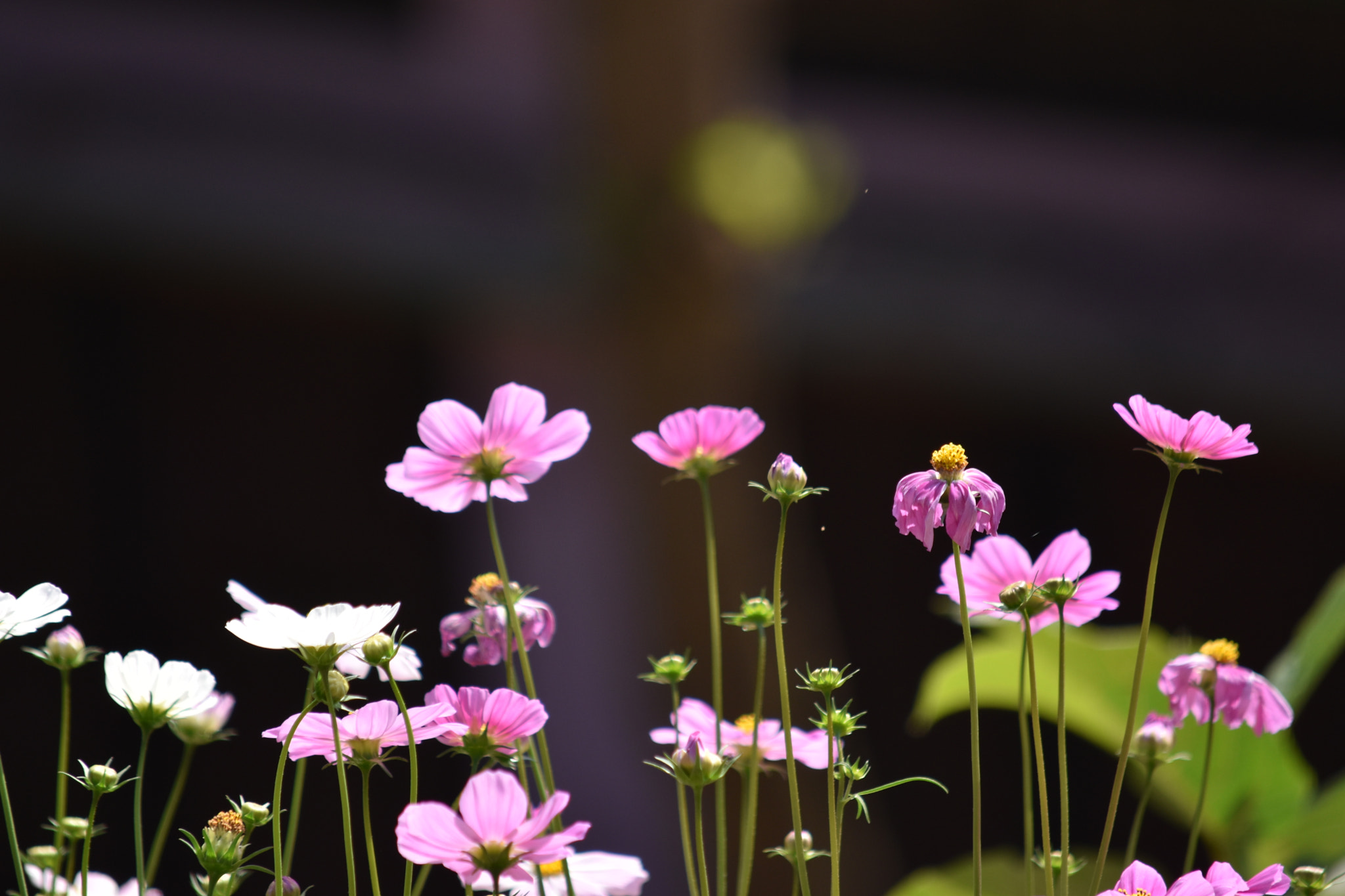 Nikon D5500 sample photo