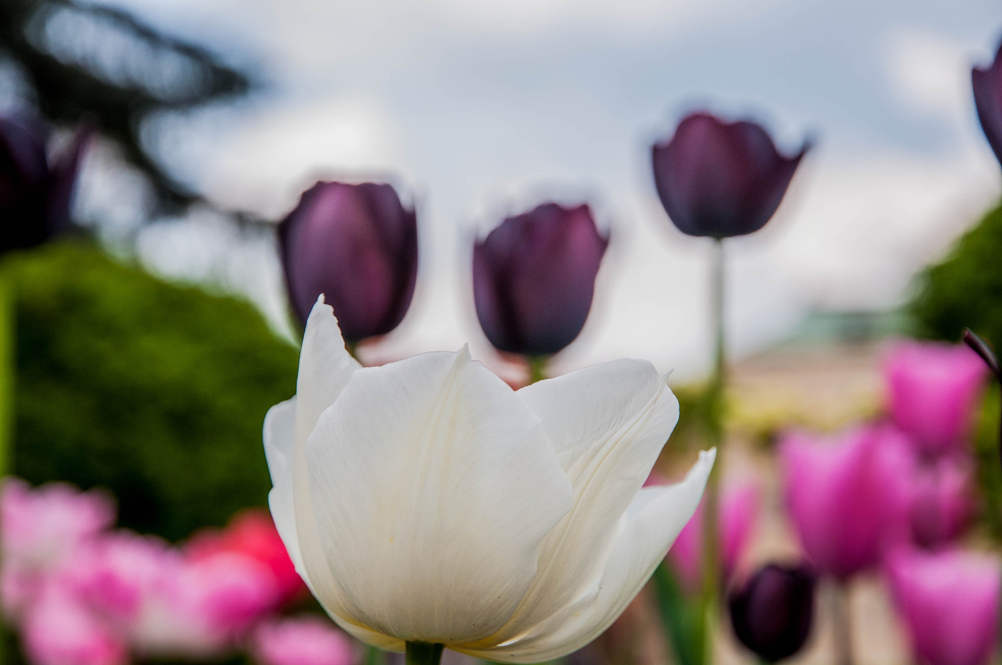 Nikon D90 sample photo. The white one :) photography