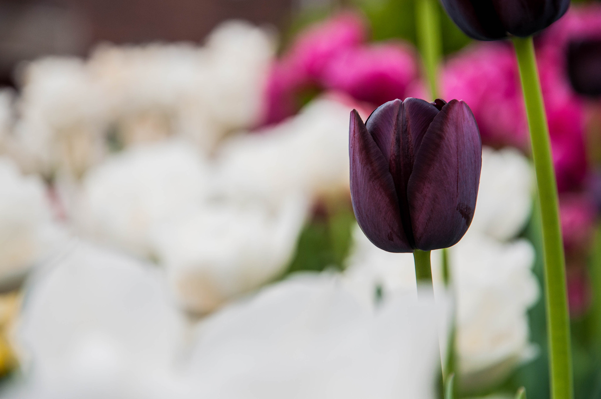 Nikon D90 sample photo. The black one :) photography