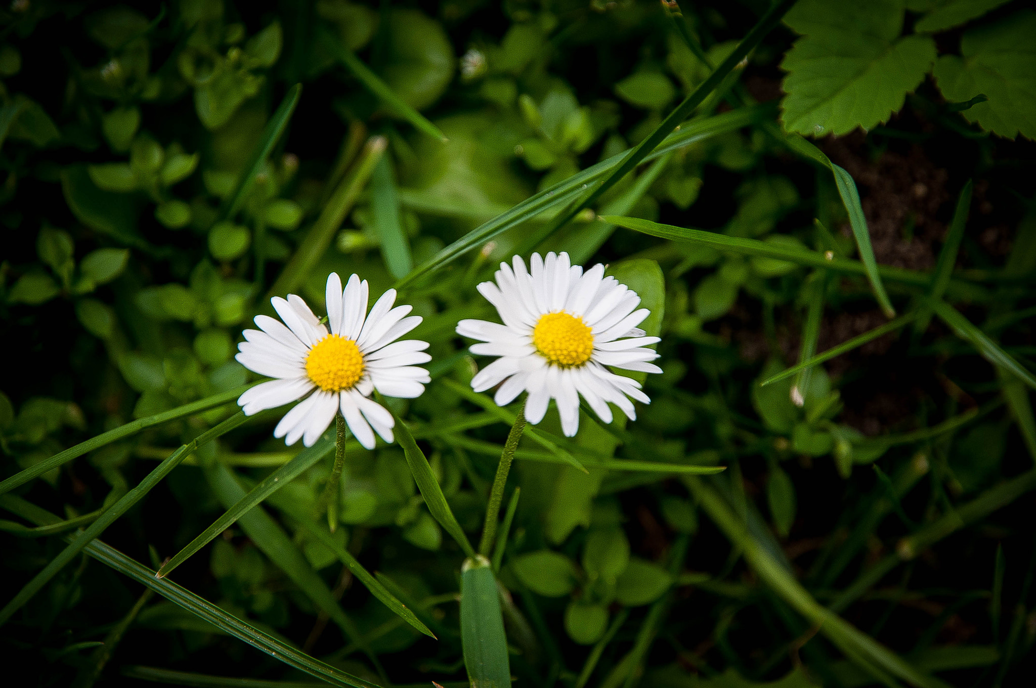 Nikon D90 sample photo. The couple :) photography