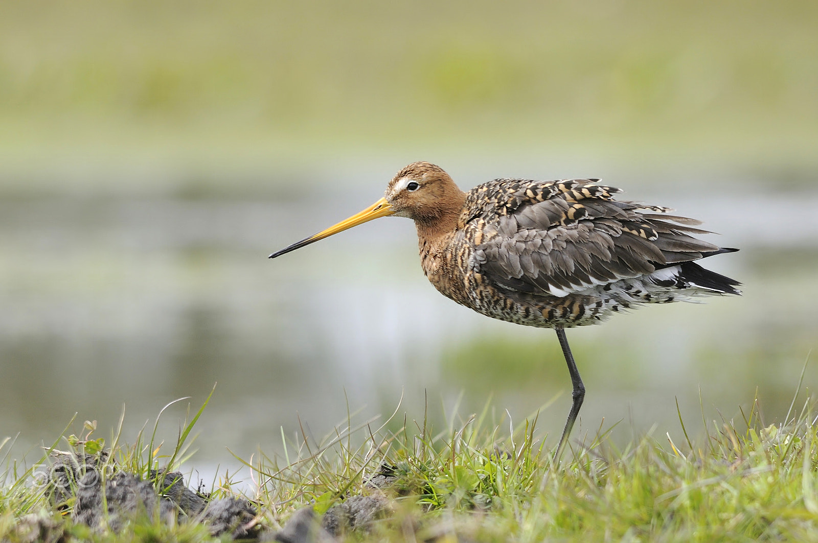 Sigma 150-500mm F5-6.3 DG OS HSM sample photo. Black-tailed godwit photography