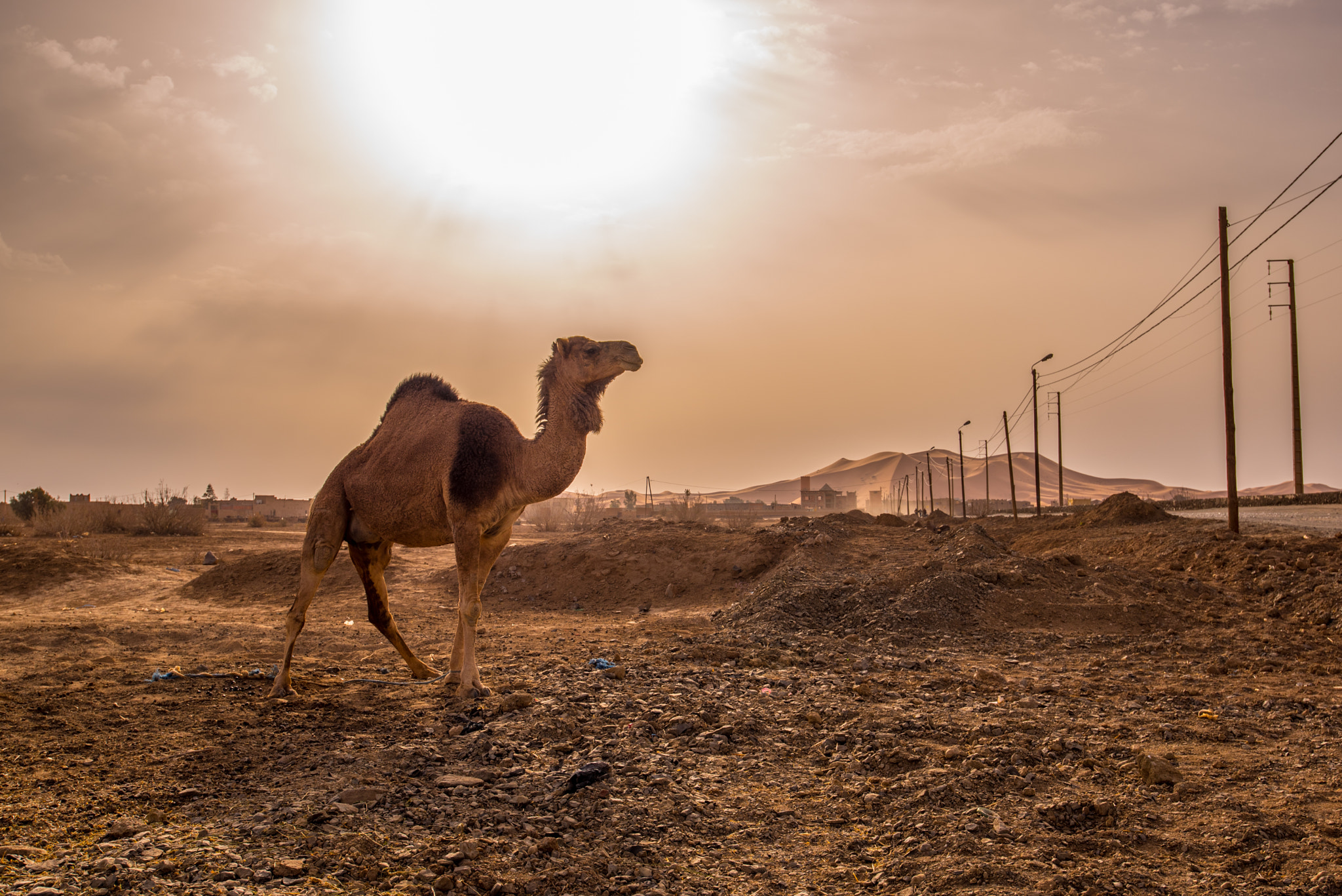 Nikon AF-S Nikkor 18-35mm F3.5-4.5G ED sample photo. Camel photography