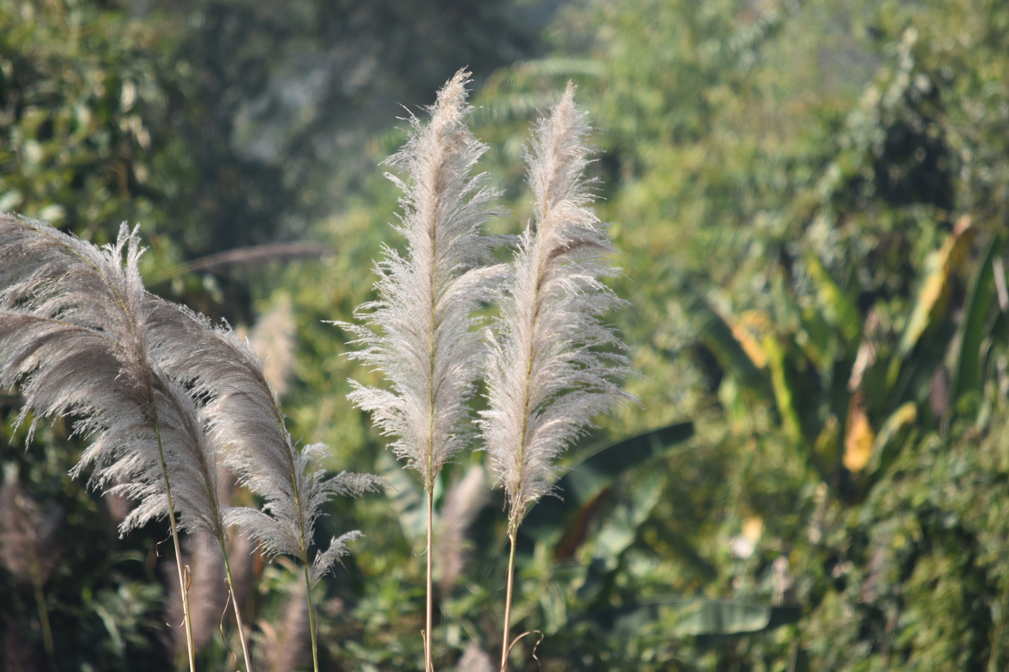 Nikon D5500 sample photo