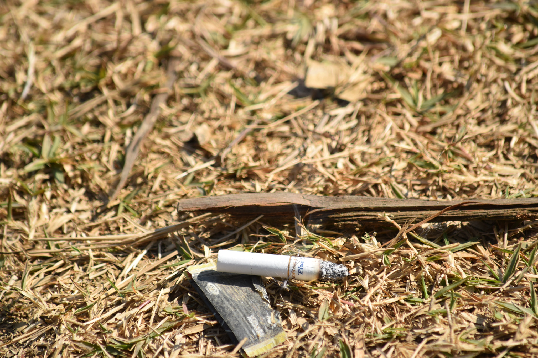 Nikon D5500 sample photo