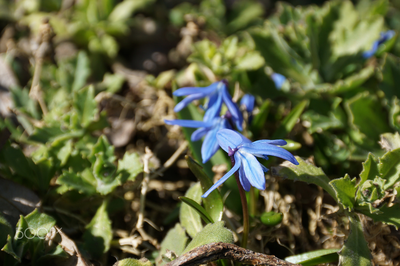Sony DT 18-200mm F3.5-6.3 sample photo. Spring finaly ? photography