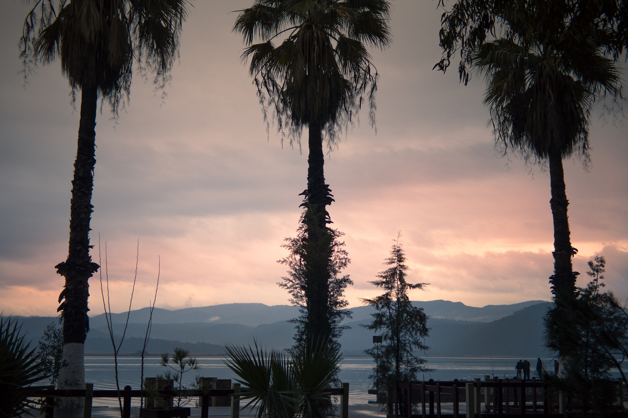 Samsung NX mini sample photo. Three palm trees photography