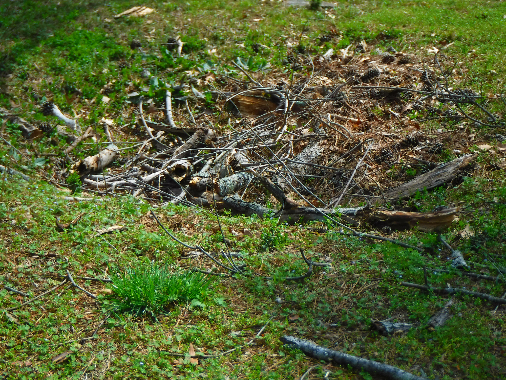 Fujifilm FinePix XP90 XP91 XP95 sample photo. Snakes den taken with fujifilmx90[] photography