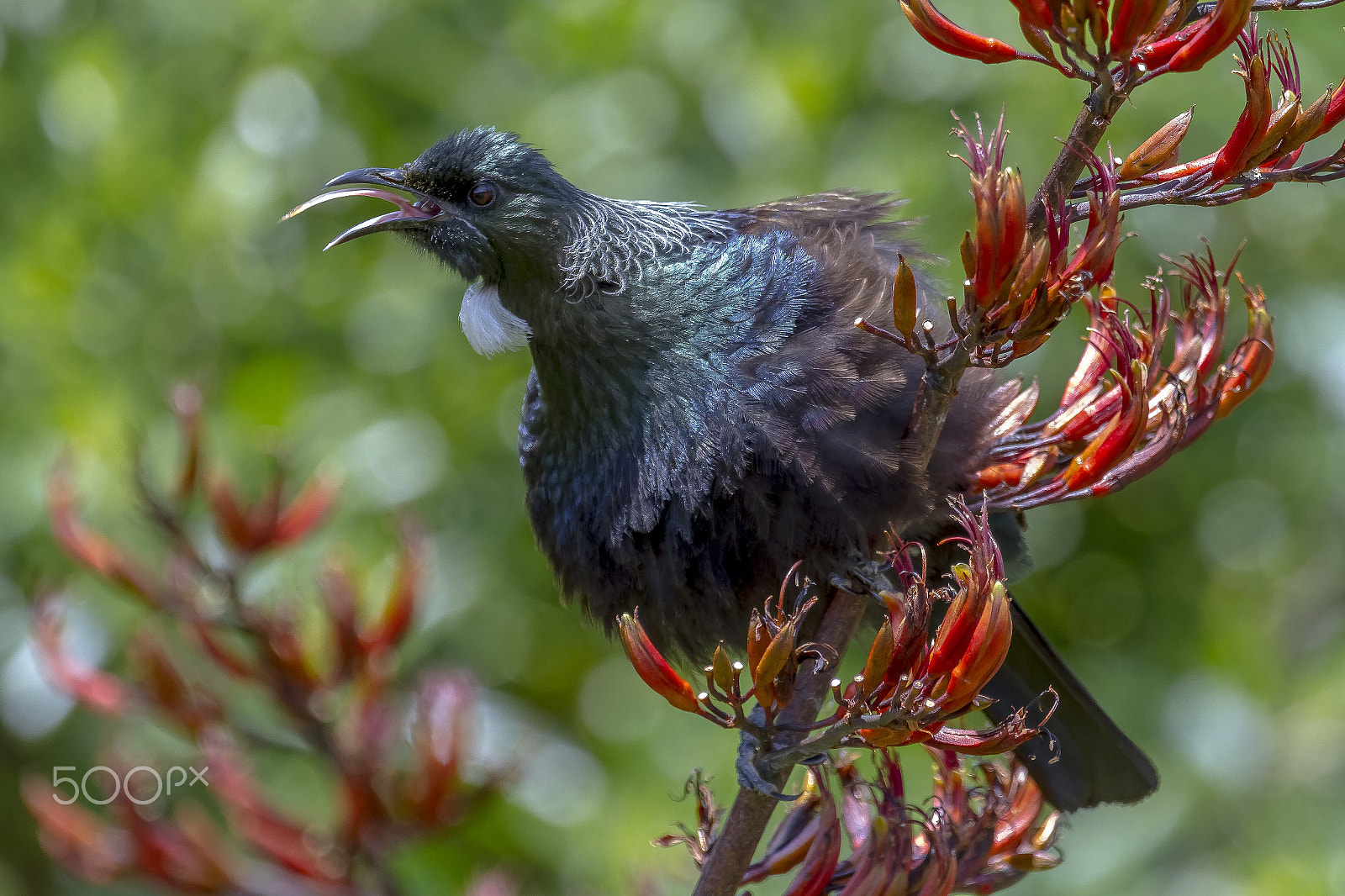 Canon EF 100-400mm F4.5-5.6L IS USM sample photo. Tui photography
