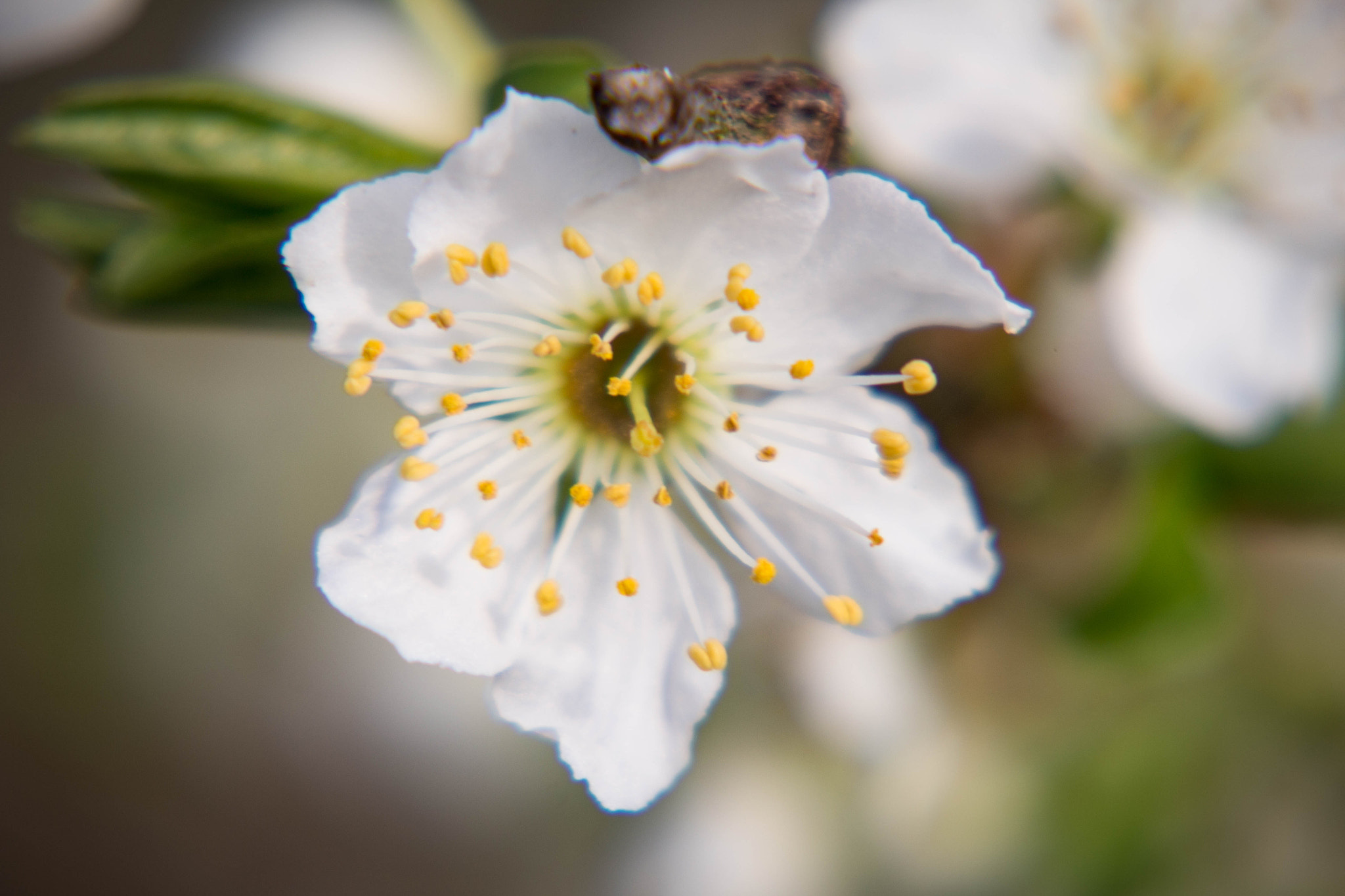 Canon EF-S 55-250mm F4-5.6 IS STM sample photo. Blüte photography
