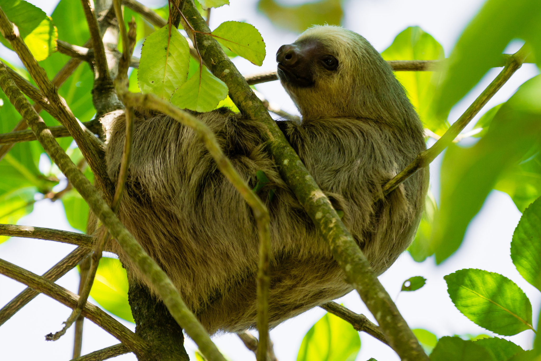 Sony a6000 + Sony FE 70-200mm F4 G OSS sample photo. Veragua rainforest, costa rica photography