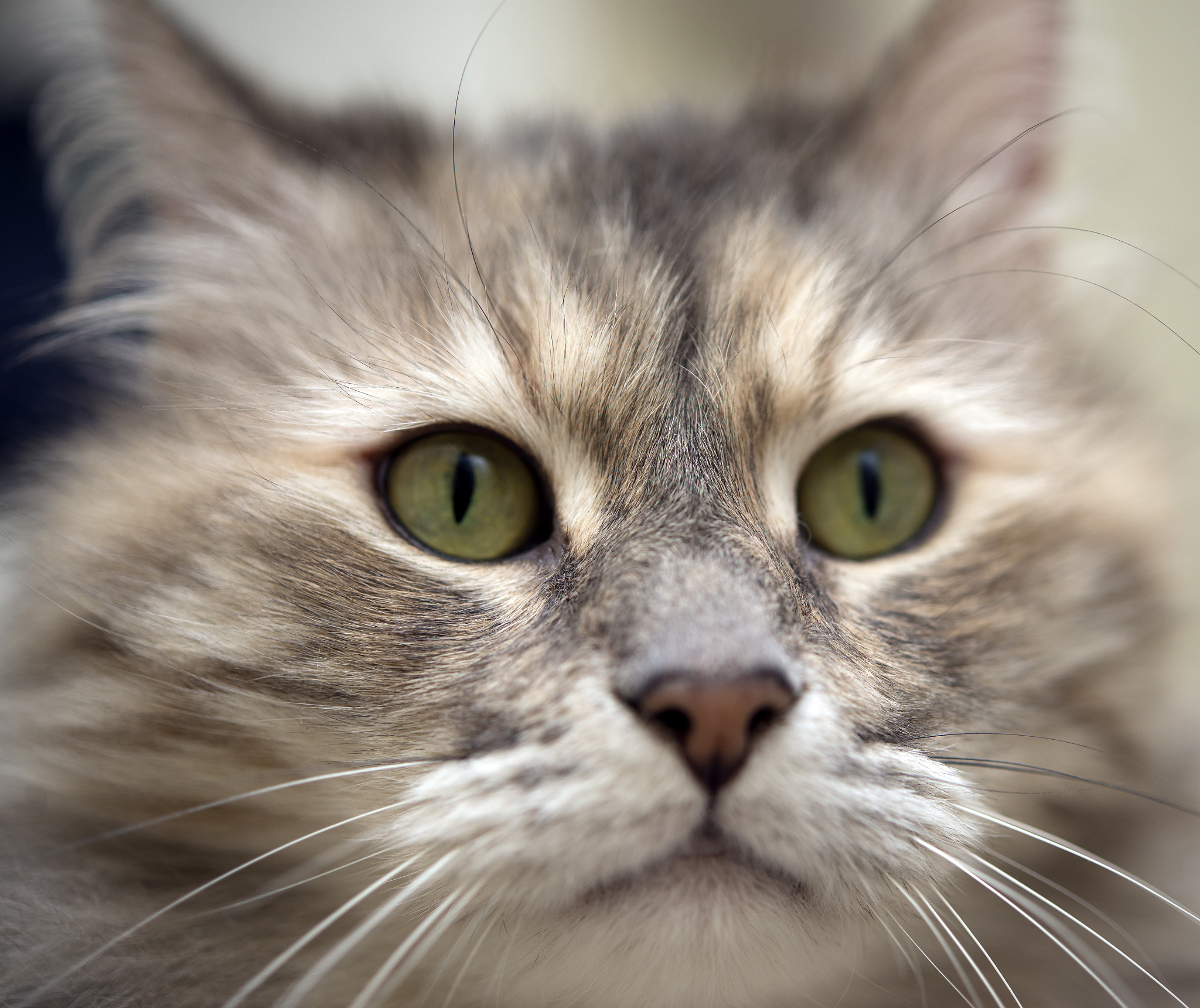 Nikon AF-S Micro-Nikkor 60mm F2.8G ED sample photo. Scarlett photography