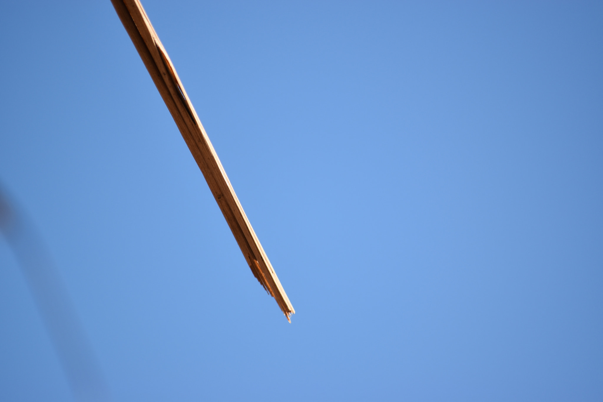 Nikon D5500 sample photo