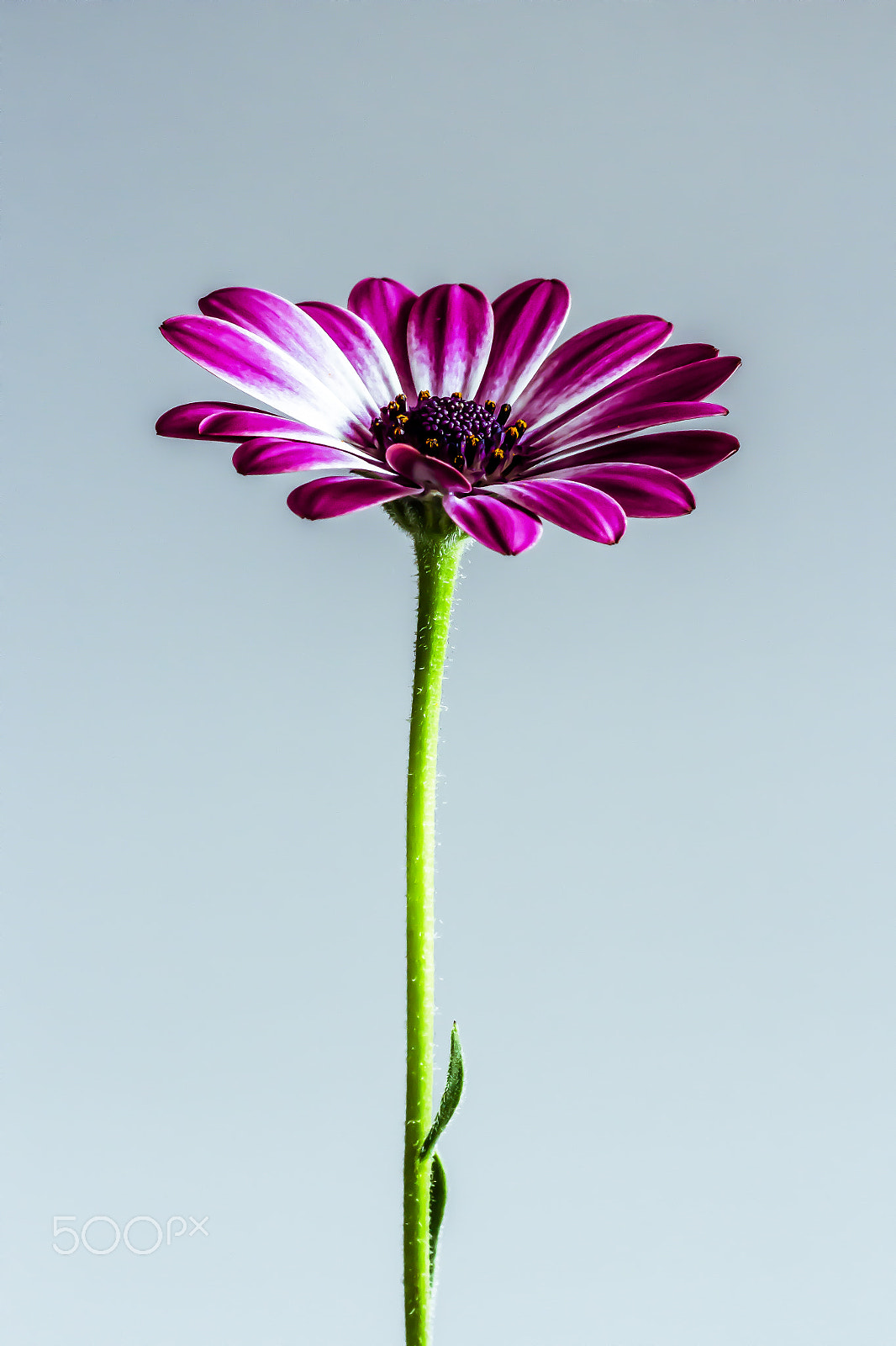 Canon EOS 7D sample photo. Flower portrait photography