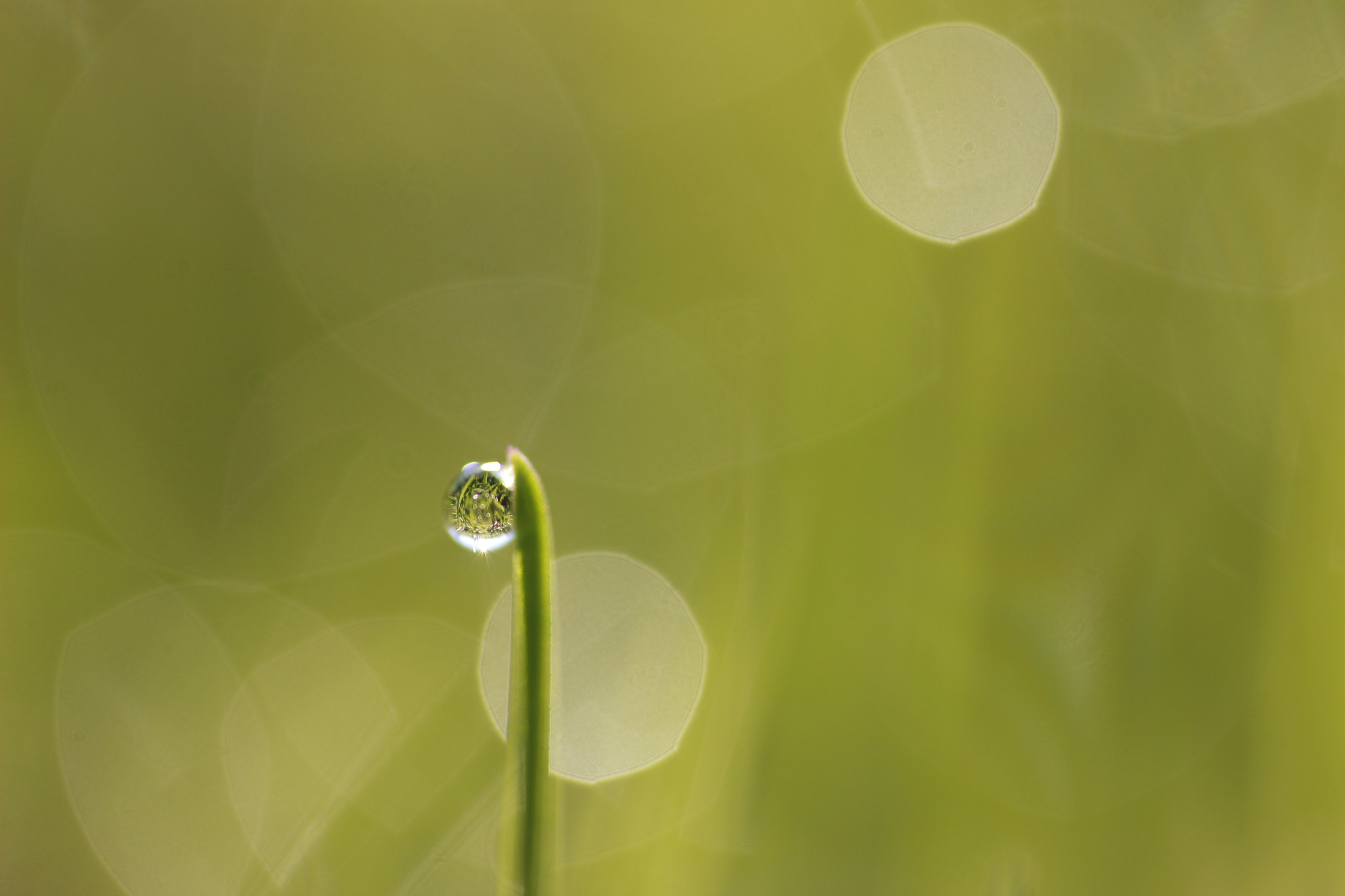 Canon EF-S 60mm F2.8 Macro USM sample photo. Lonely drop photography