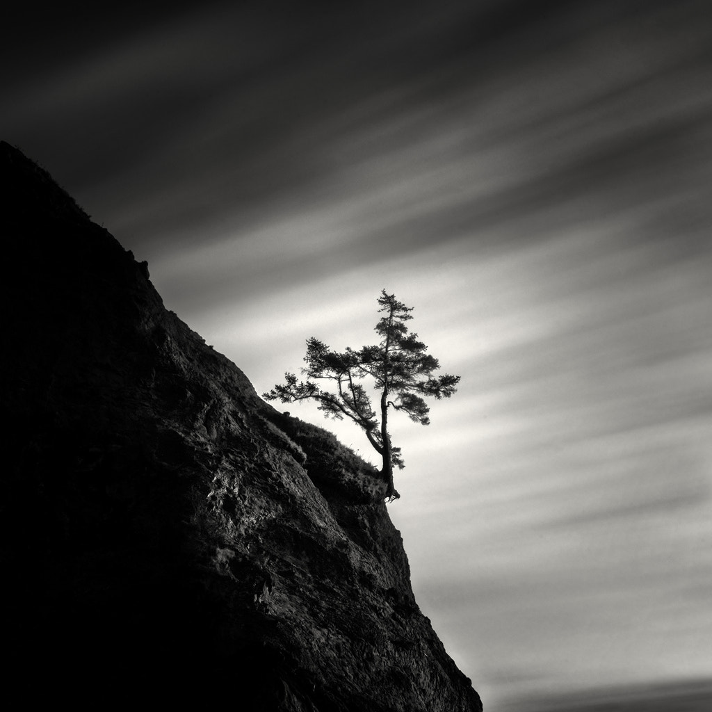 Sony a99 II + Tamron SP 24-70mm F2.8 Di VC USD sample photo. Lone tree on hillside photography