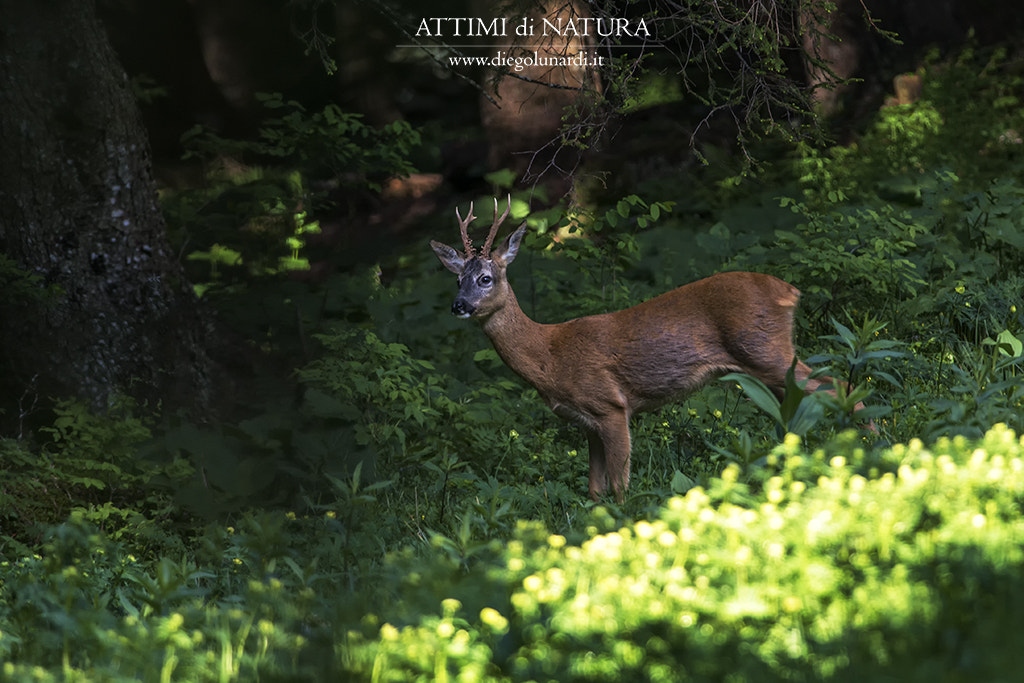 Nikon D800 + Nikon AF-S Nikkor 300mm F4D ED-IF sample photo. Gli abitanti del bosco photography