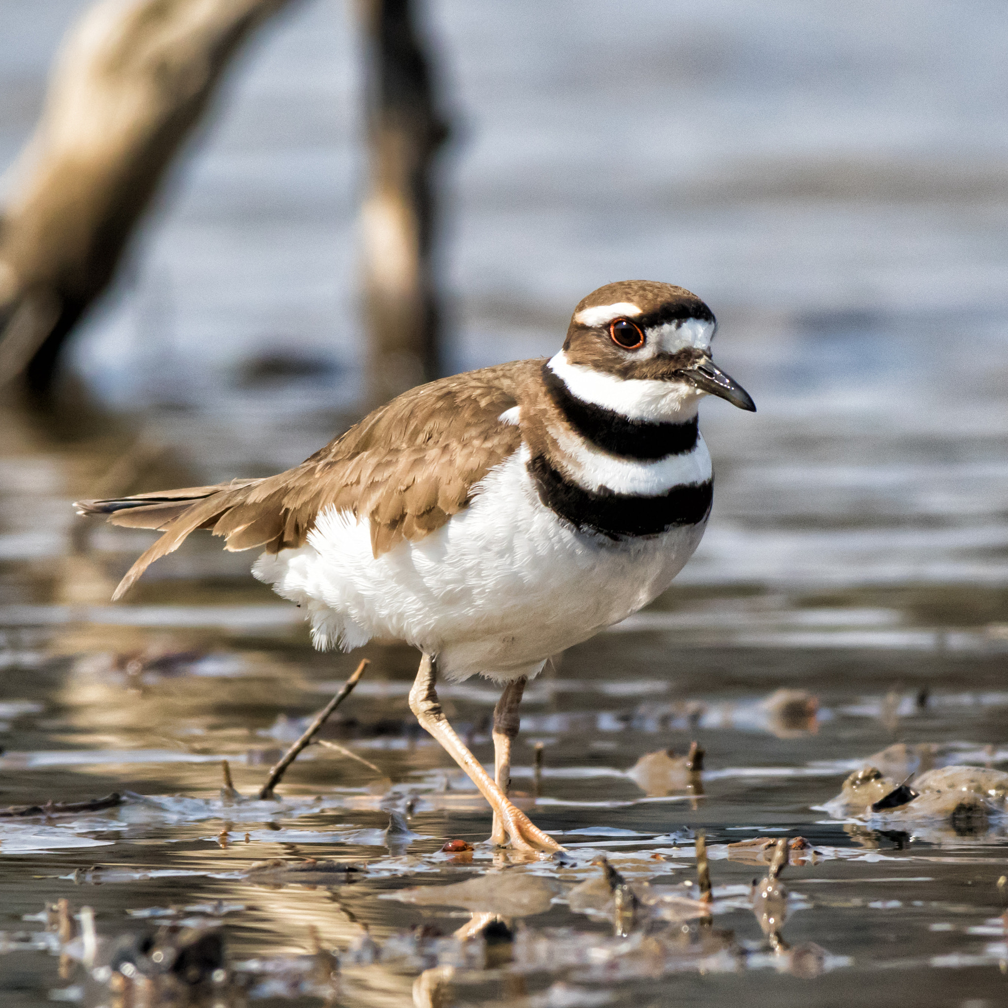 Sigma 150-500mm F5-6.3 DG OS HSM sample photo. Strutting killdeer photography