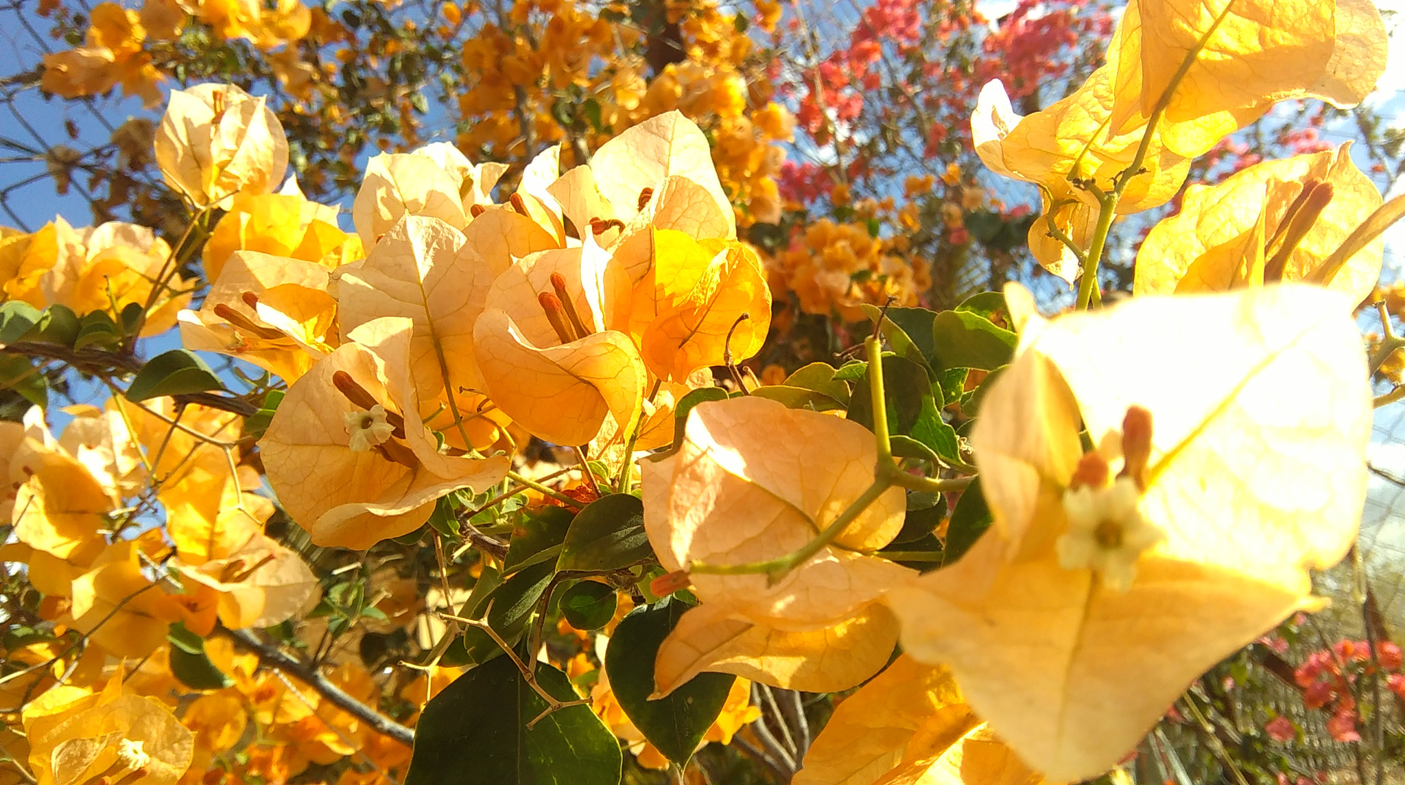 HTC DESIRE 620 sample photo. Yellowy photography