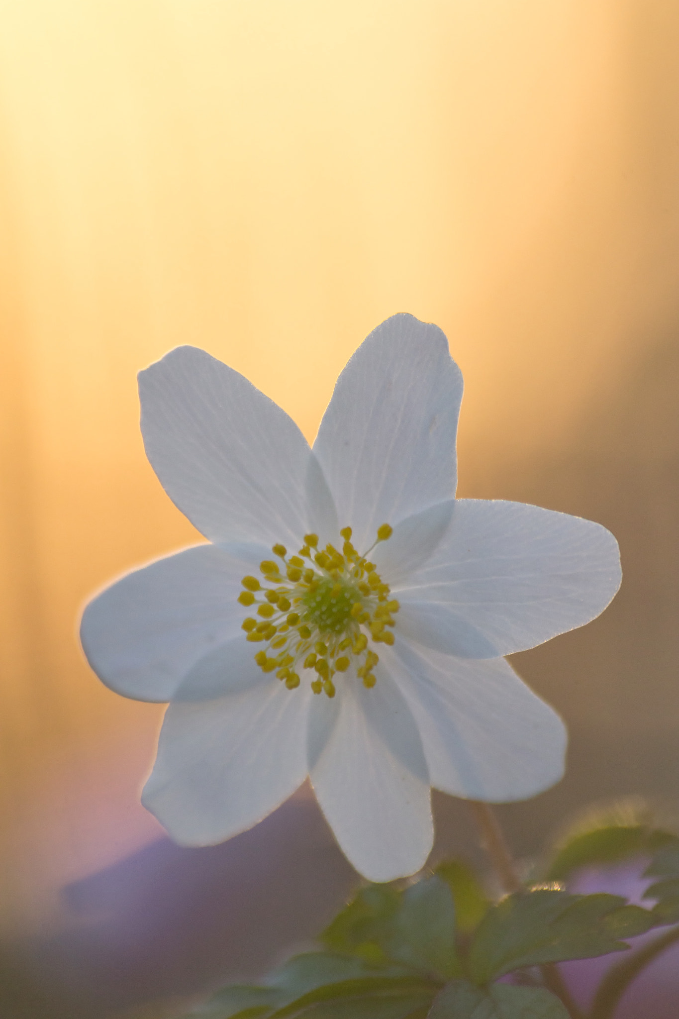 Canon EOS 60D sample photo. Anemone nemorosa photography