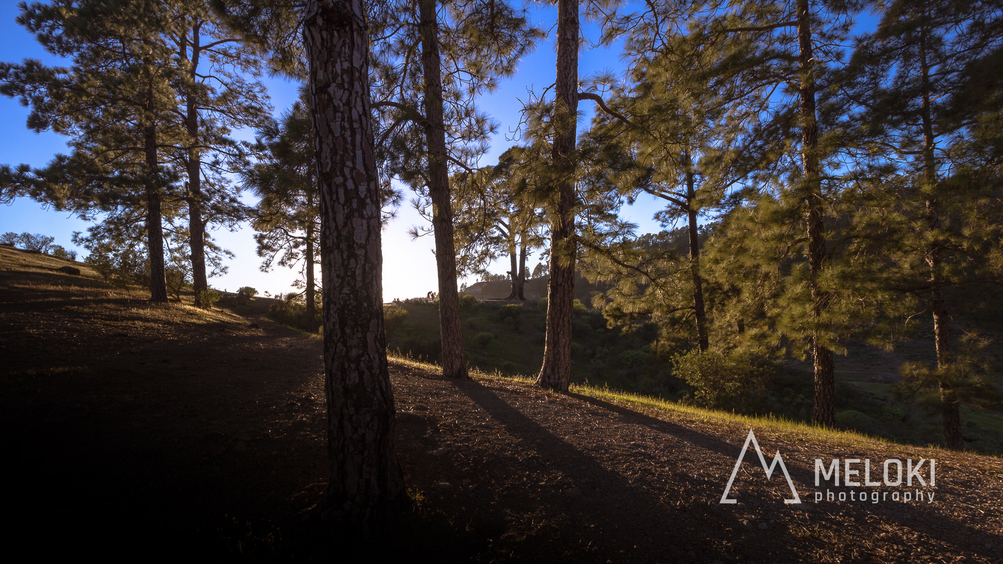 Canon EOS 60D sample photo. Sun between the pines  photography