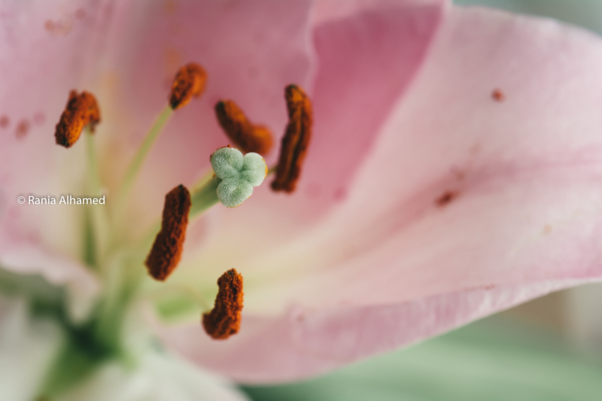 Nikon D5200 sample photo. Pink lily flower photography